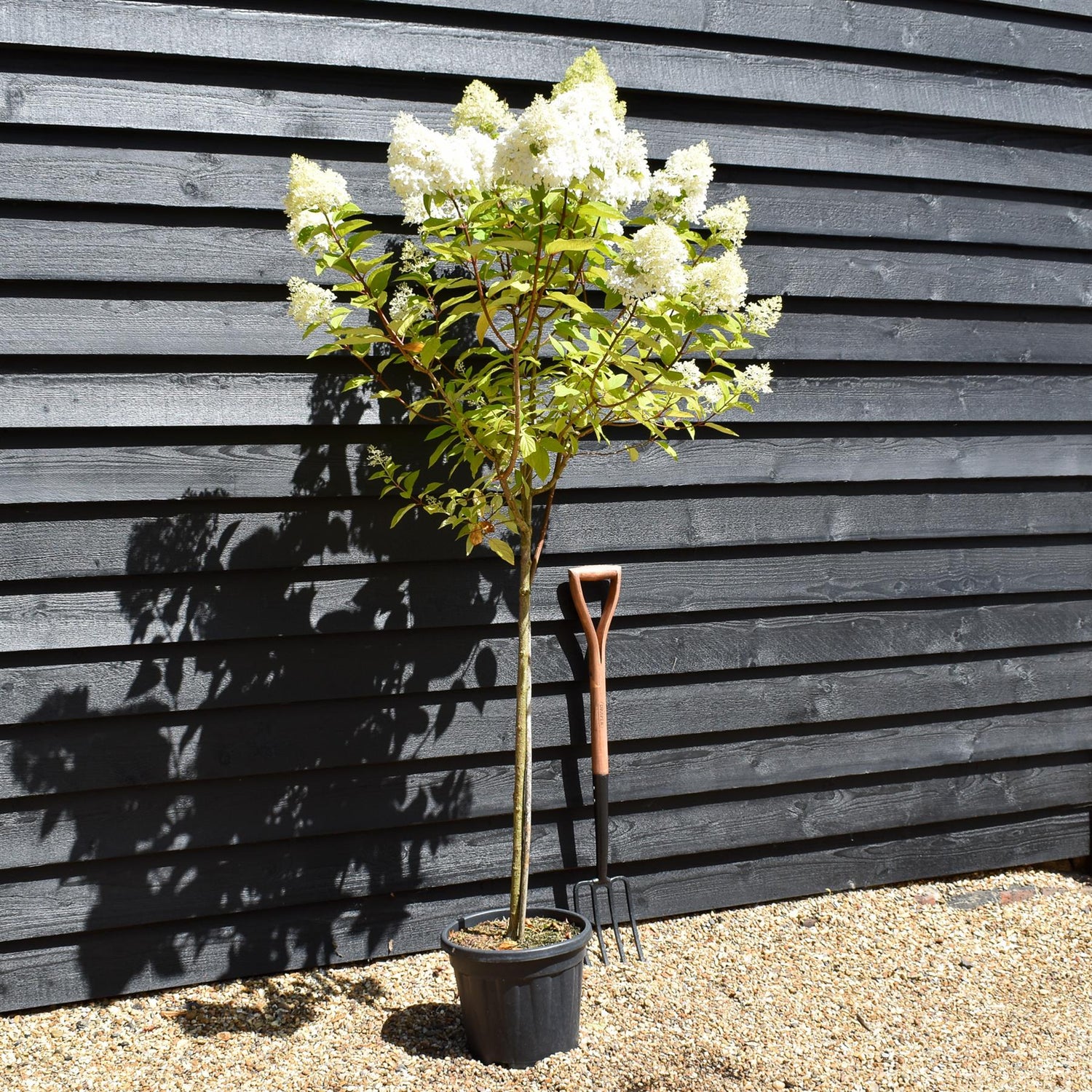 Hydrangea paniculata 'Early Harry' -  Clear Stem 90-100cm - Height 140-160cm - 15lt