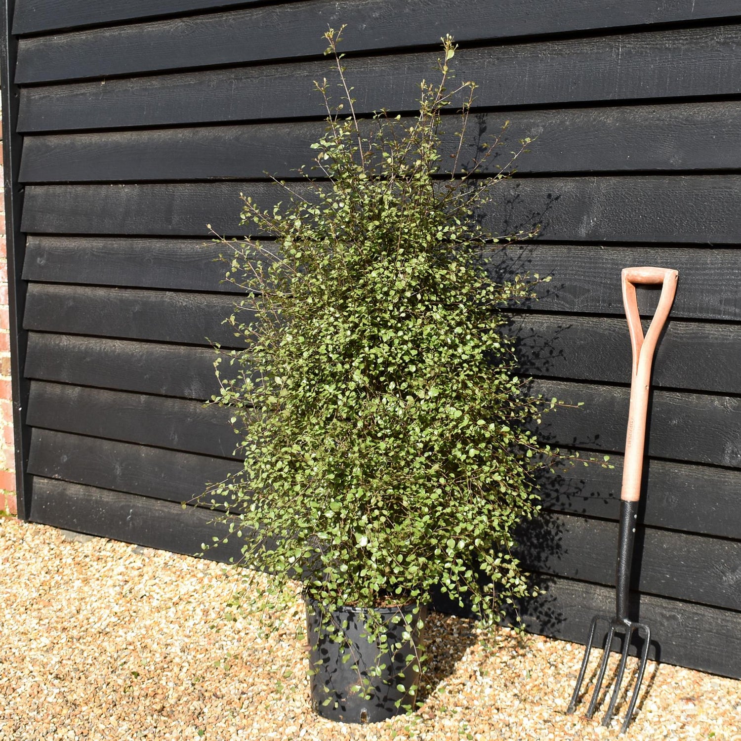 Pittosporum 'Silver Sheen' - Height 90-120cm -12lt