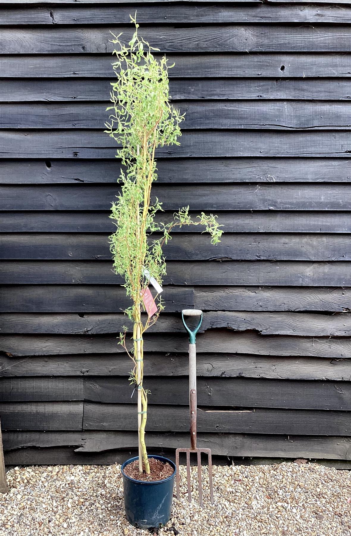 Salix x sepulcralis 'Erythroflexuosa' | Willow 'Erythroflexuosa' - 150-200cm, 10lt