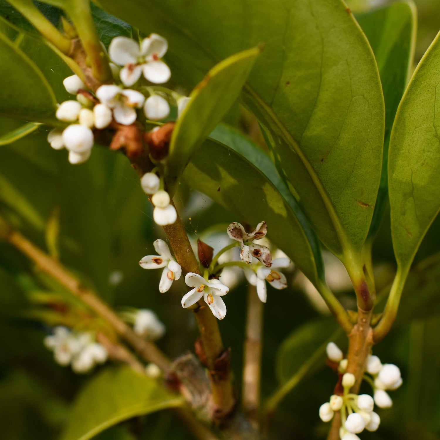 Osmanthus - Shrub| Sweet olive - Height  200-220cm, 55lt