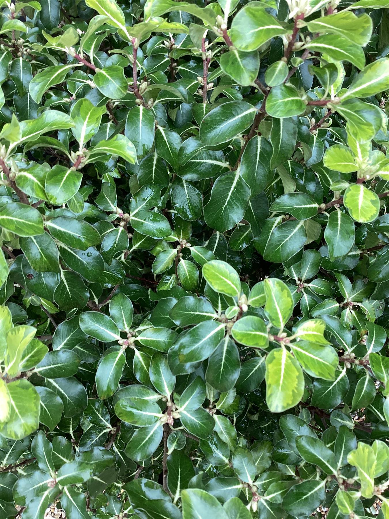 Pittosporum tenuifolium 'Gold Star' - 60-80cm - 25lt