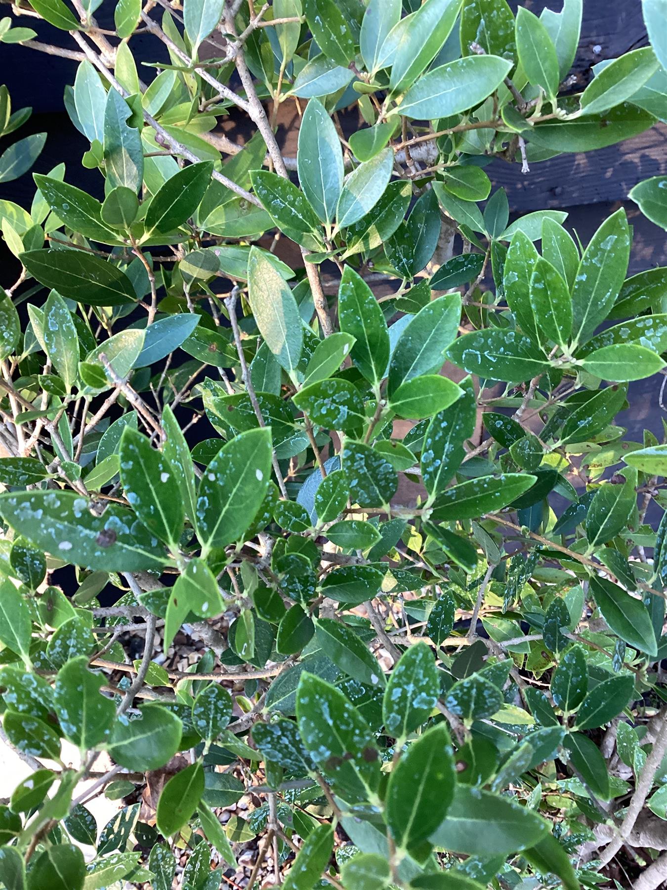 Phillyrea Angustifolia | Narrow-Leaved Mock Privet - 150-200cm, 35lt