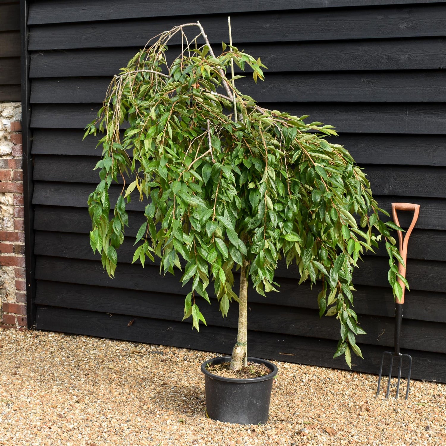 Prunus Marie Mallet | Weeping Marie Mallet - 110-130cm, 20lt