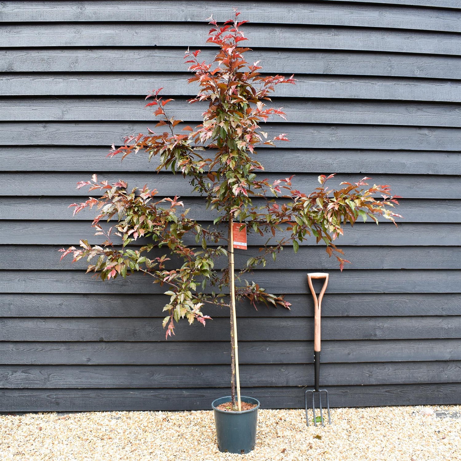 Crab apple | Malus Royal Raindrops - Height 160-180cm - 12lt