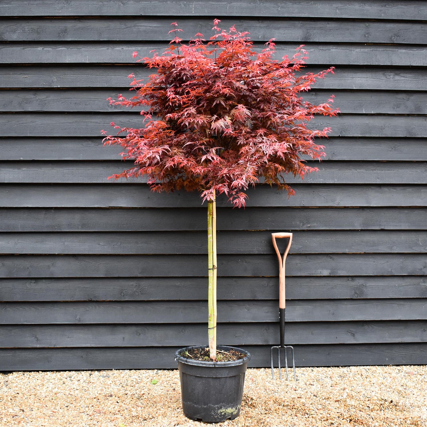 Japanese maple 'Skeeter's Broom' | Acer palmatum - Clear Stem 90cm - Height 180-220cm - 35lt