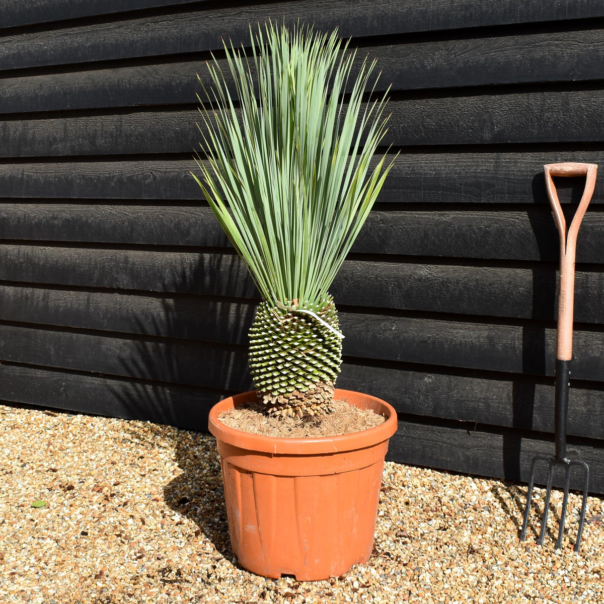 Yucca rostrata - Shrub - Height 80 - 100cm - 45lt