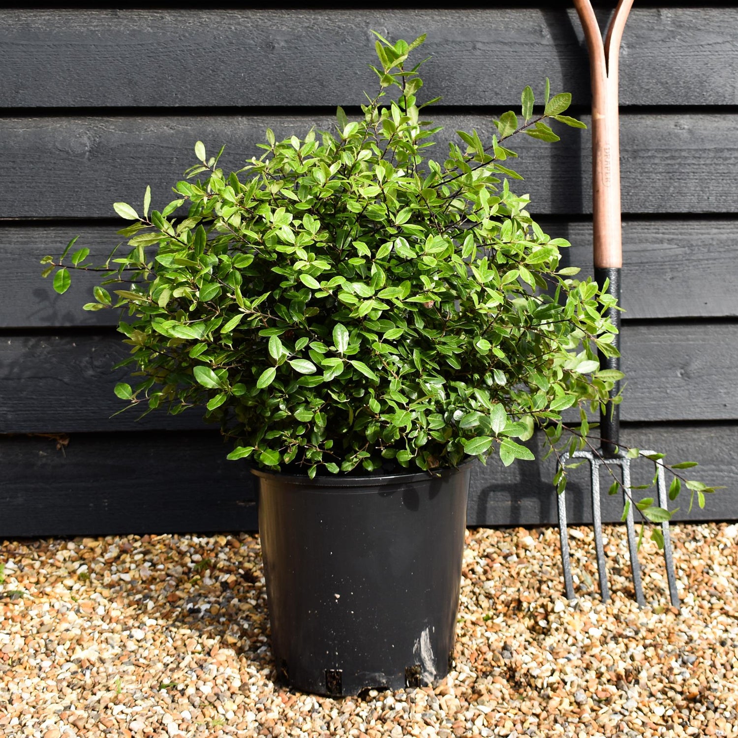 Pittosporum tenuifolium 'Golf Ball' - Height 40-50cm - Width 40-50cm - 10lt