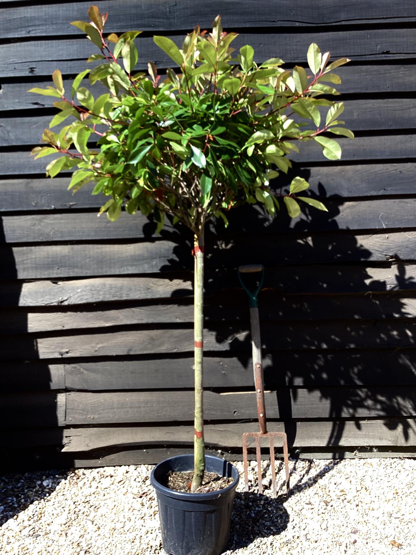Photinia Red Robin | Christmas berry 'Little Red Robin' - Girth 4-6cm - 170cm, 15lt