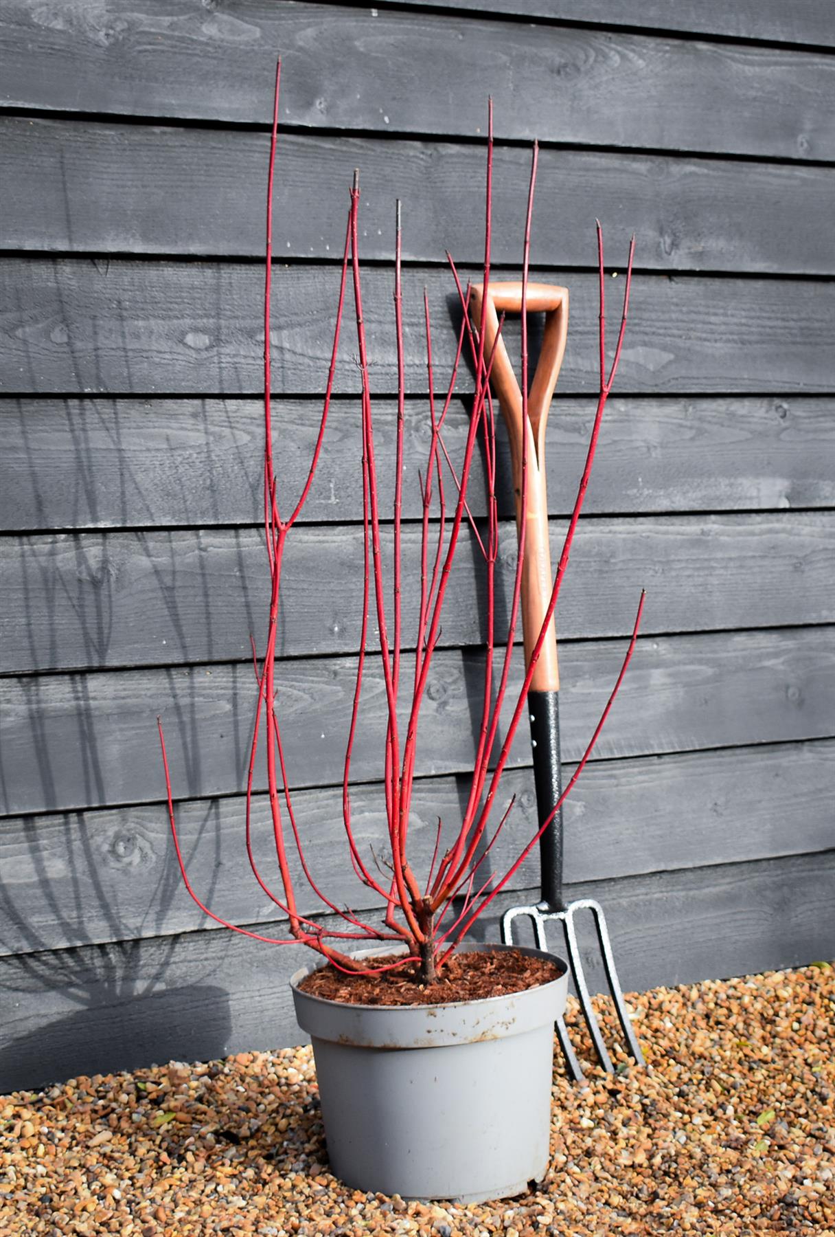Cornus alba 'Sibirica' | Siberian Dogwood - Height - 95-100cm 10lt