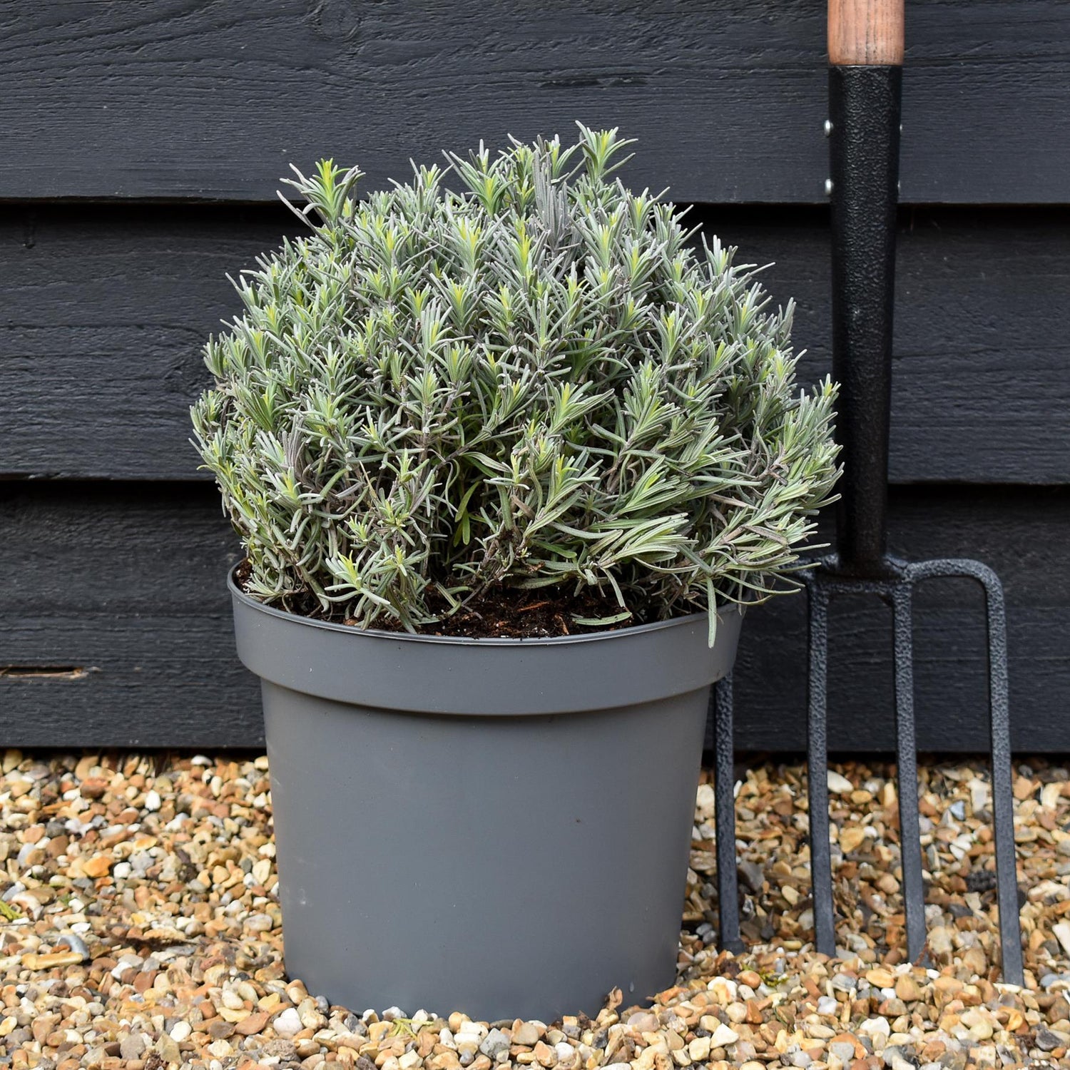 English lavender | Lavandula angustifolia Munstead - 7.5lt