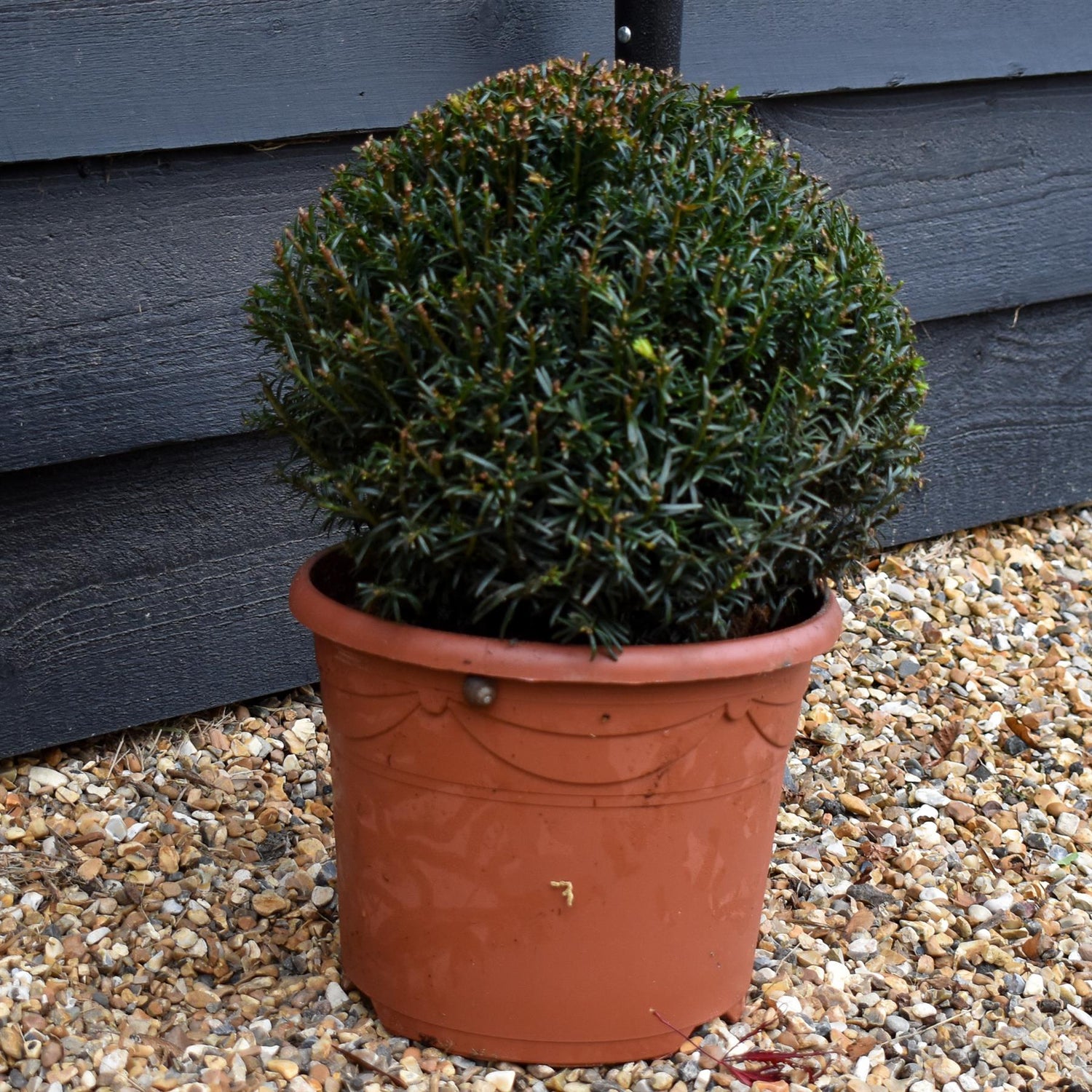 Taxus baccata (balls) - Height 30cm - Diameter 30cm - 7lt