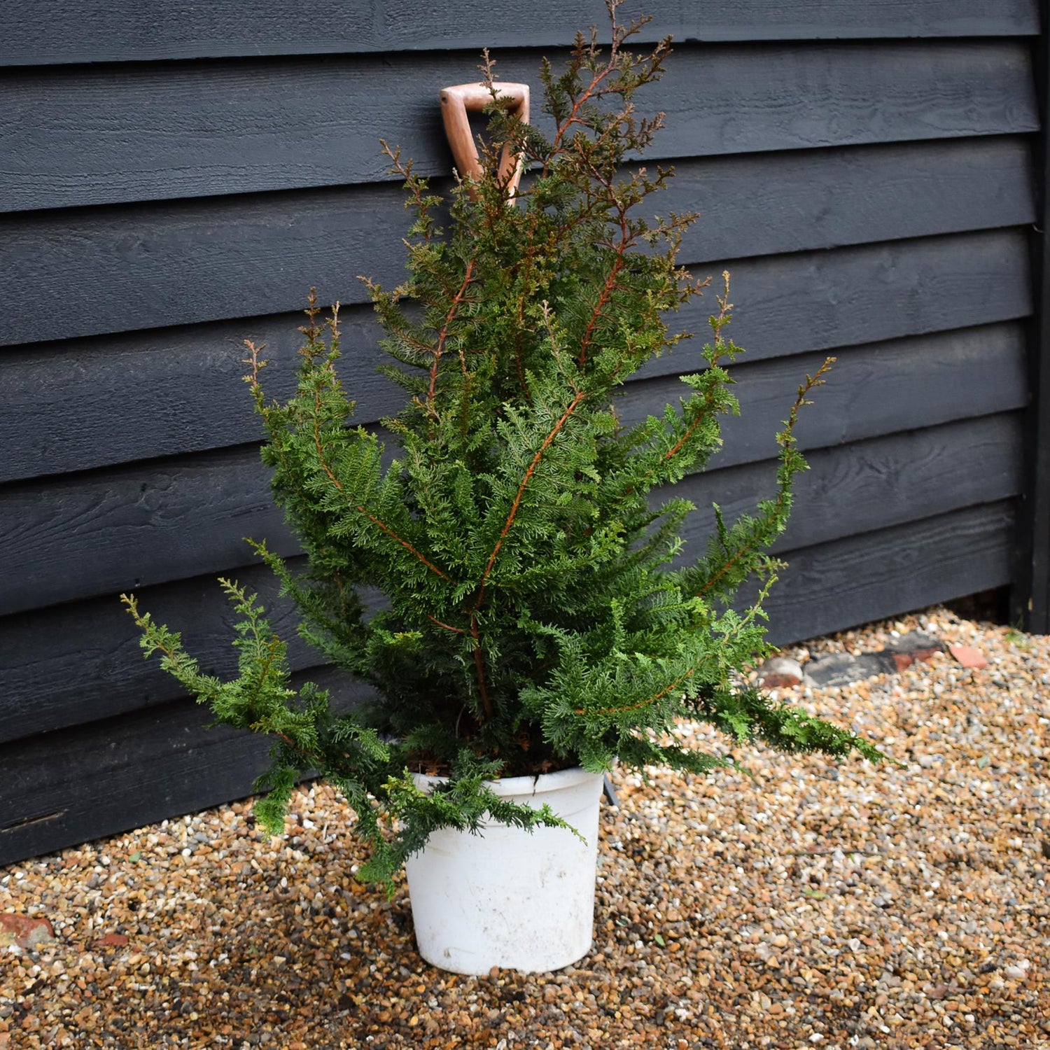 Chamaecyparis obtusa 'Teddy Bear' | Dwarf Hinoki Cypress - Height 90-100cm - 10lt