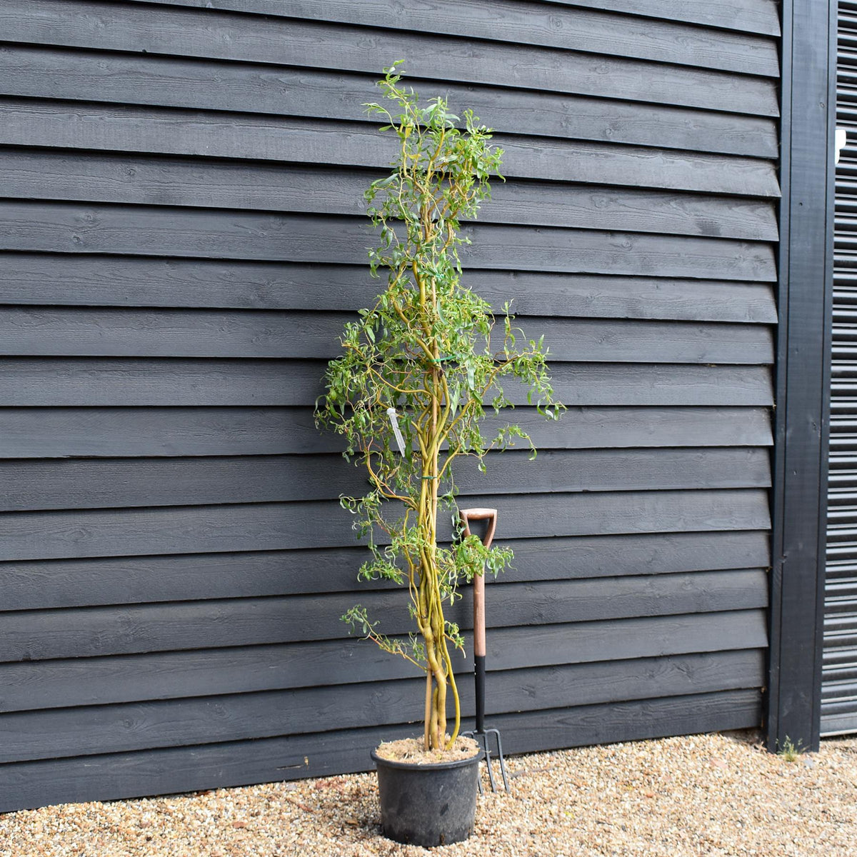 Salix x sepulcralis 'Erythroflexuosa' | Twisted Willow -  Tree - Height 150-200cm - 20lt