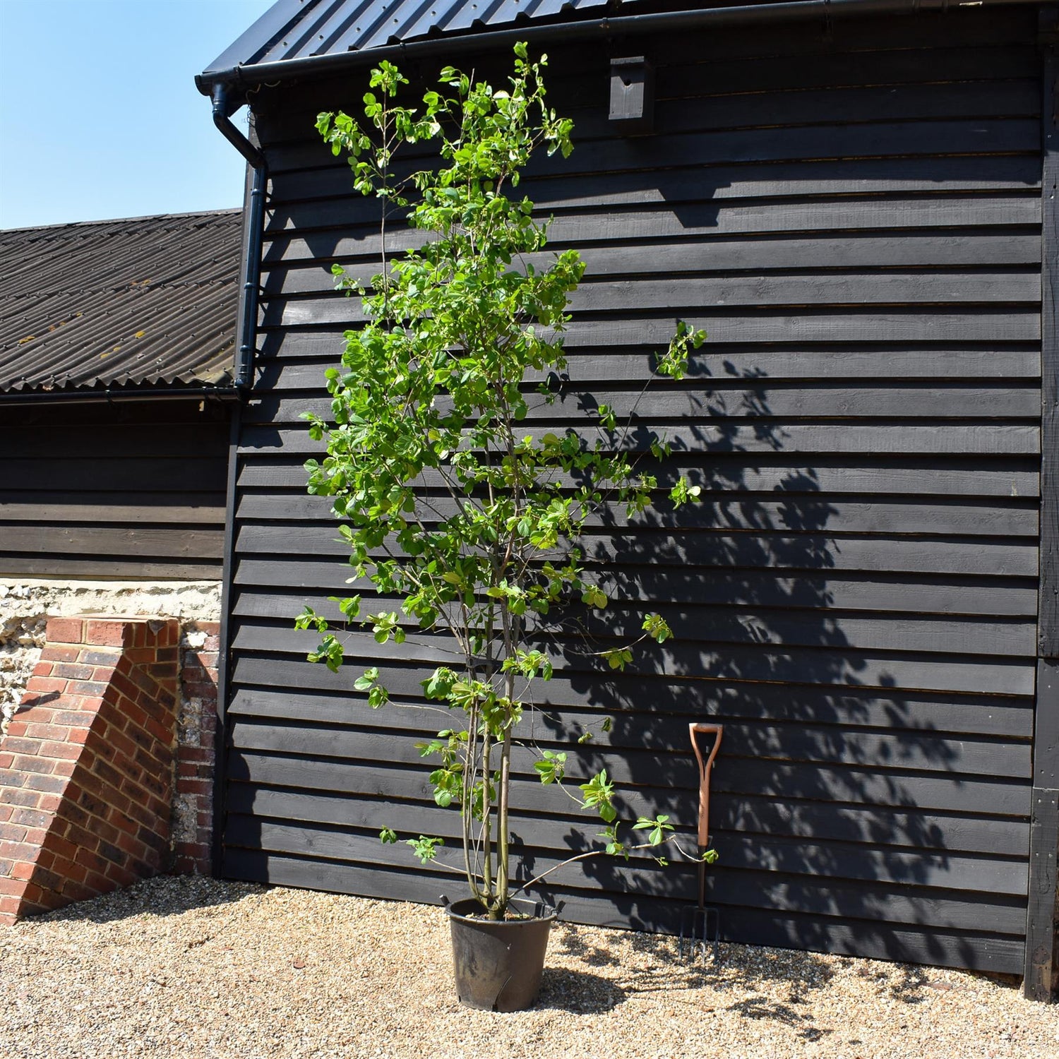 Frangula Alnus - Alder Buckthorn - MultiStem - Height 250-300cm - 30lt
