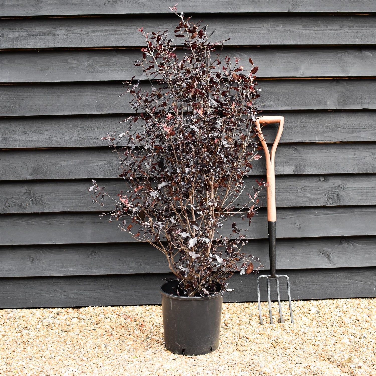 Pittosporum tenuifolium 'Purpureum' - Height 110-120cm -12lt