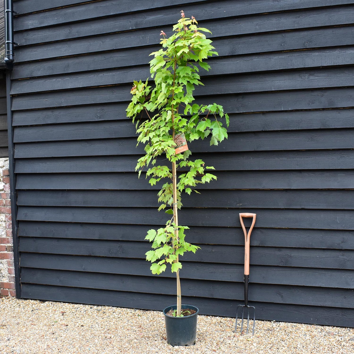 Acer Rubrum October Glory Maple | October Glory Red Maple  - Height 160-200cm - 10lt