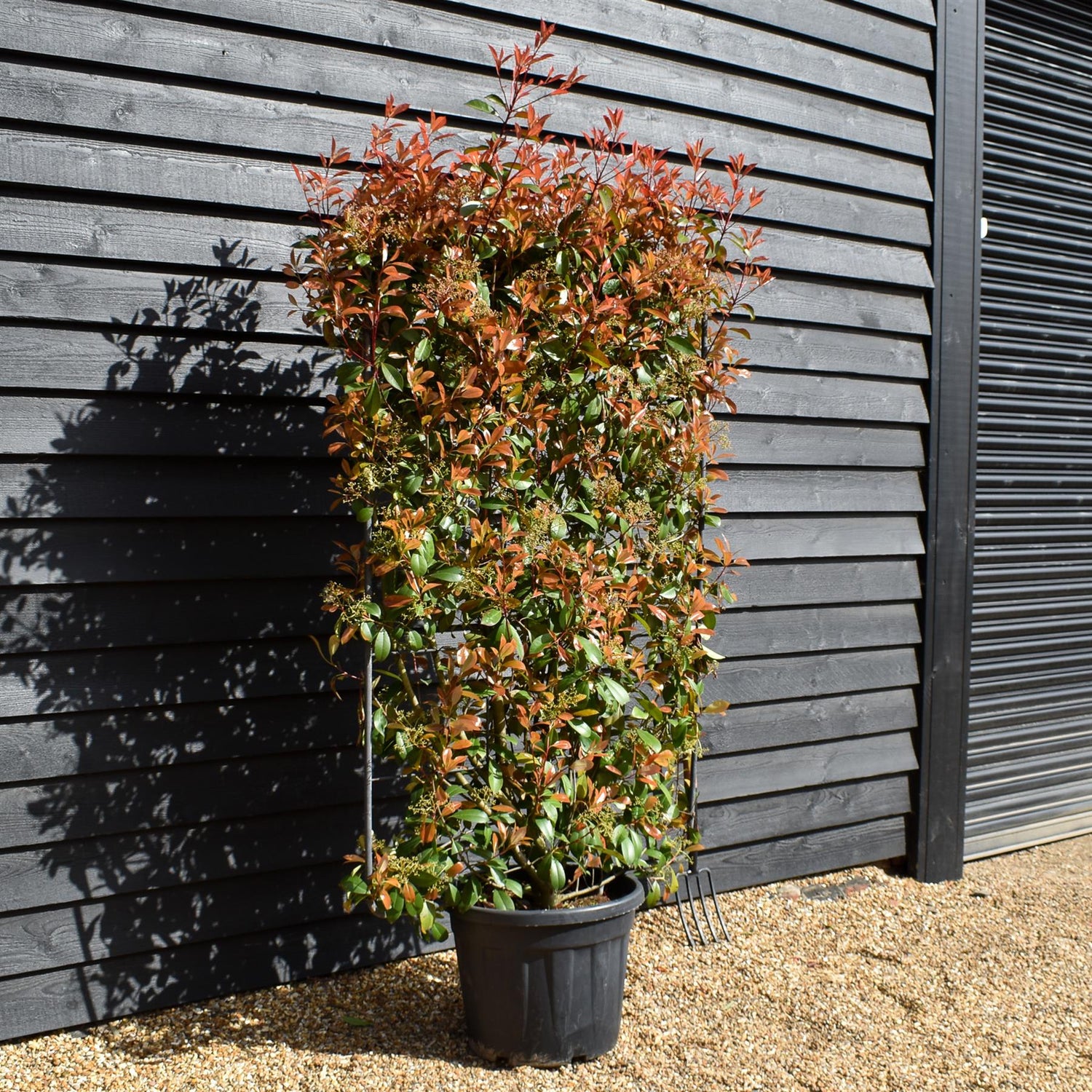 Photinia Red Robin | Christmas berry  - Frame/Espailer 150 x 100 - Height 180cm - 55lt Frame - 200-210cm, 55lt