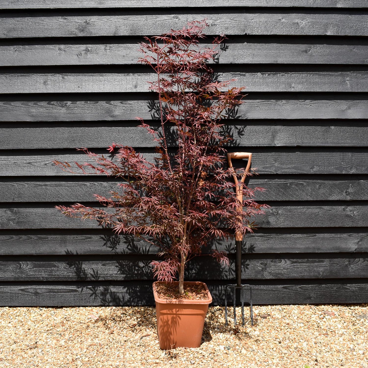 Japanese Maple 'Trompenburg' | Acer palmatum  - Bushy - Height 100-150cm - 18-20lt