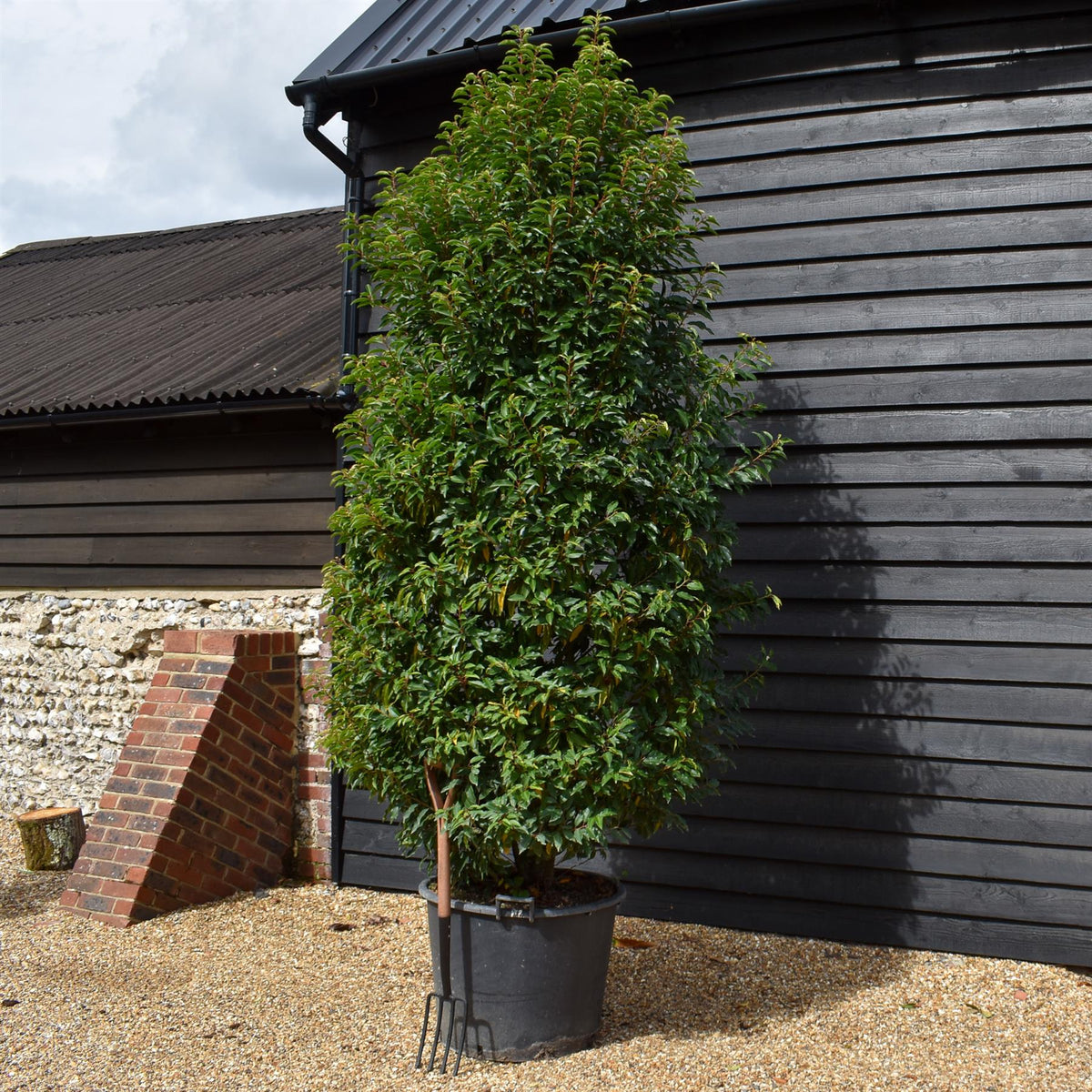 Portuguese Laurel | Prunus lusitanica 'Angustifolia'  - Bushy - Height 290-300cm - Width 110-120cm - 130lt