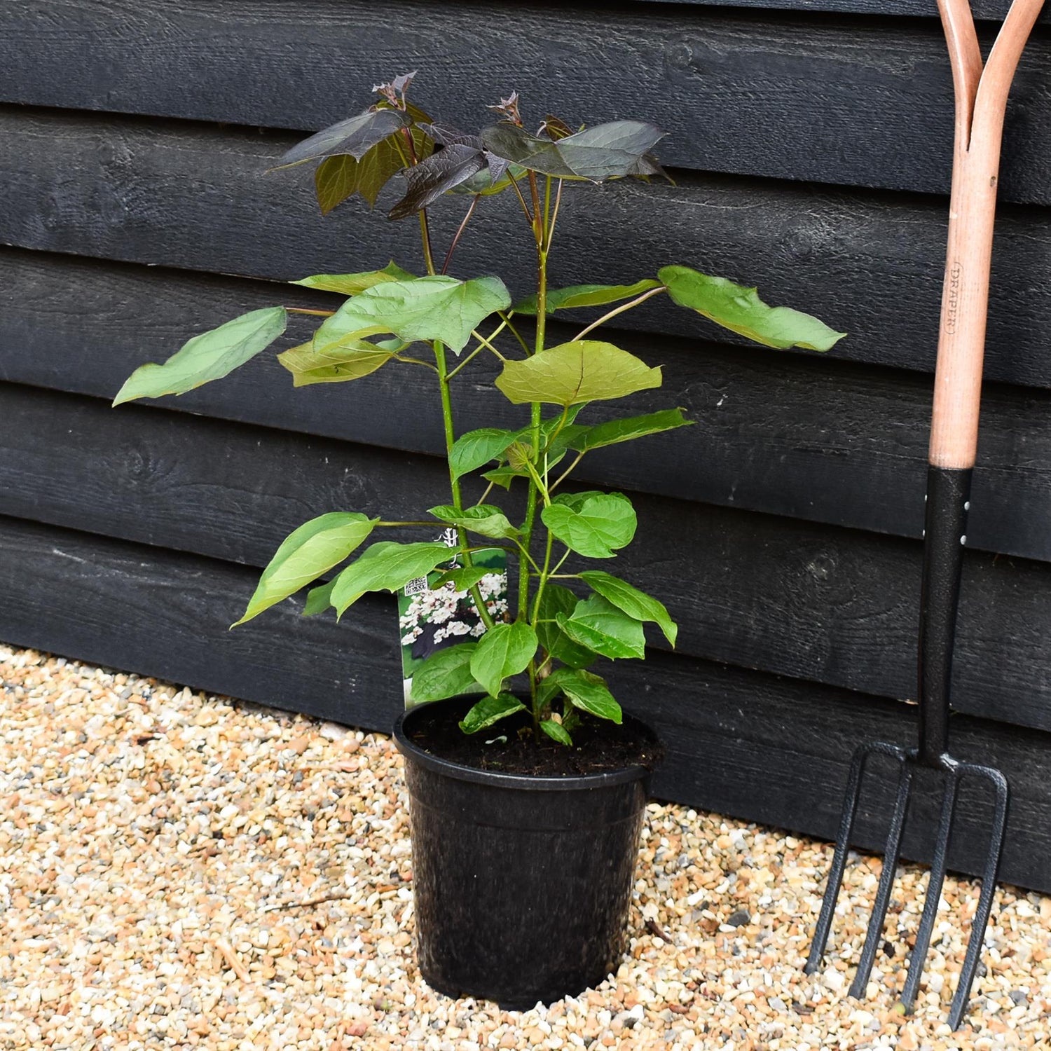 Catalpa erubescens 'Purpurea' - Shrub - Height 50-70cm - 7.5lt