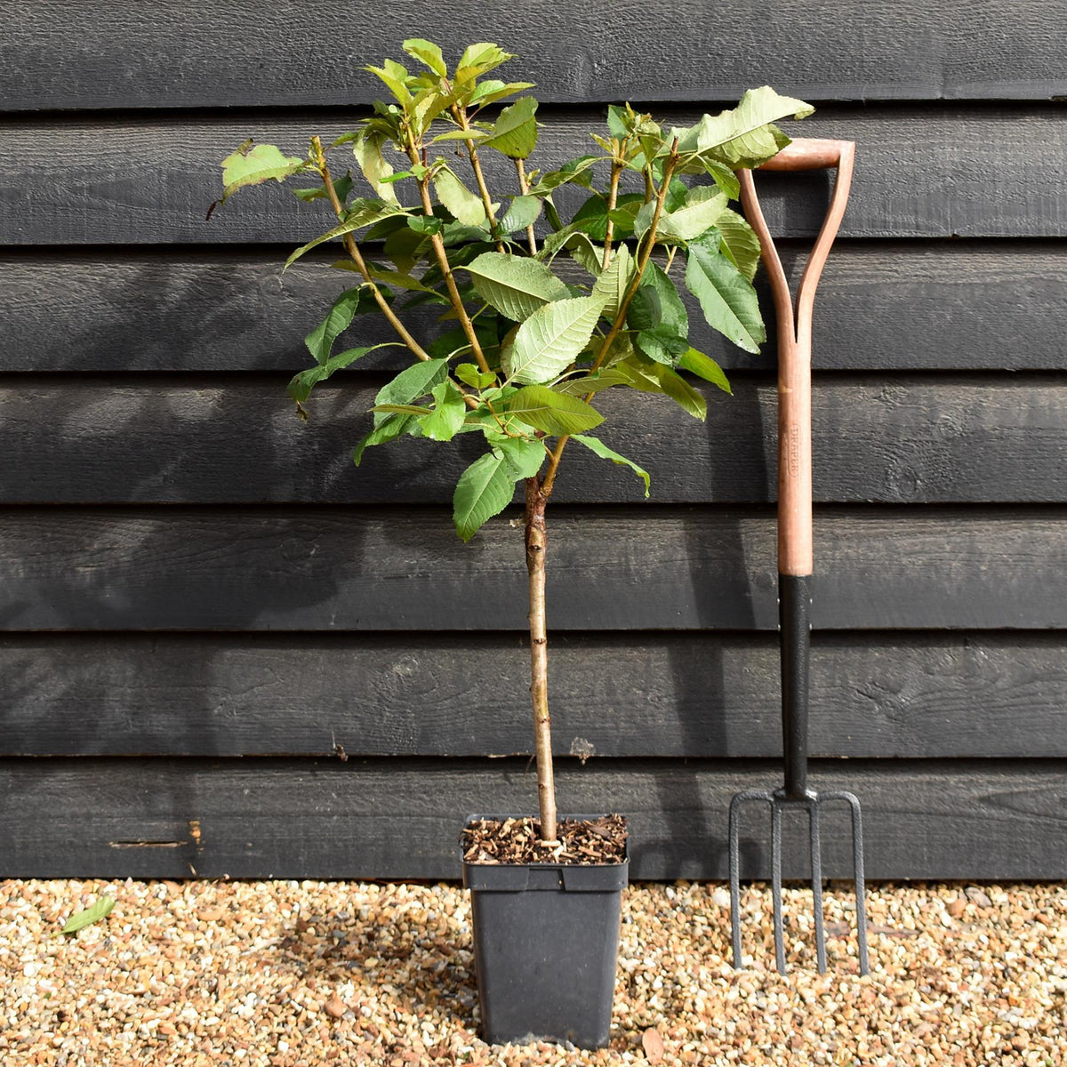 Prunus avium 'Stella' - Patio Rootstock - Height 80-100cm, 7lt