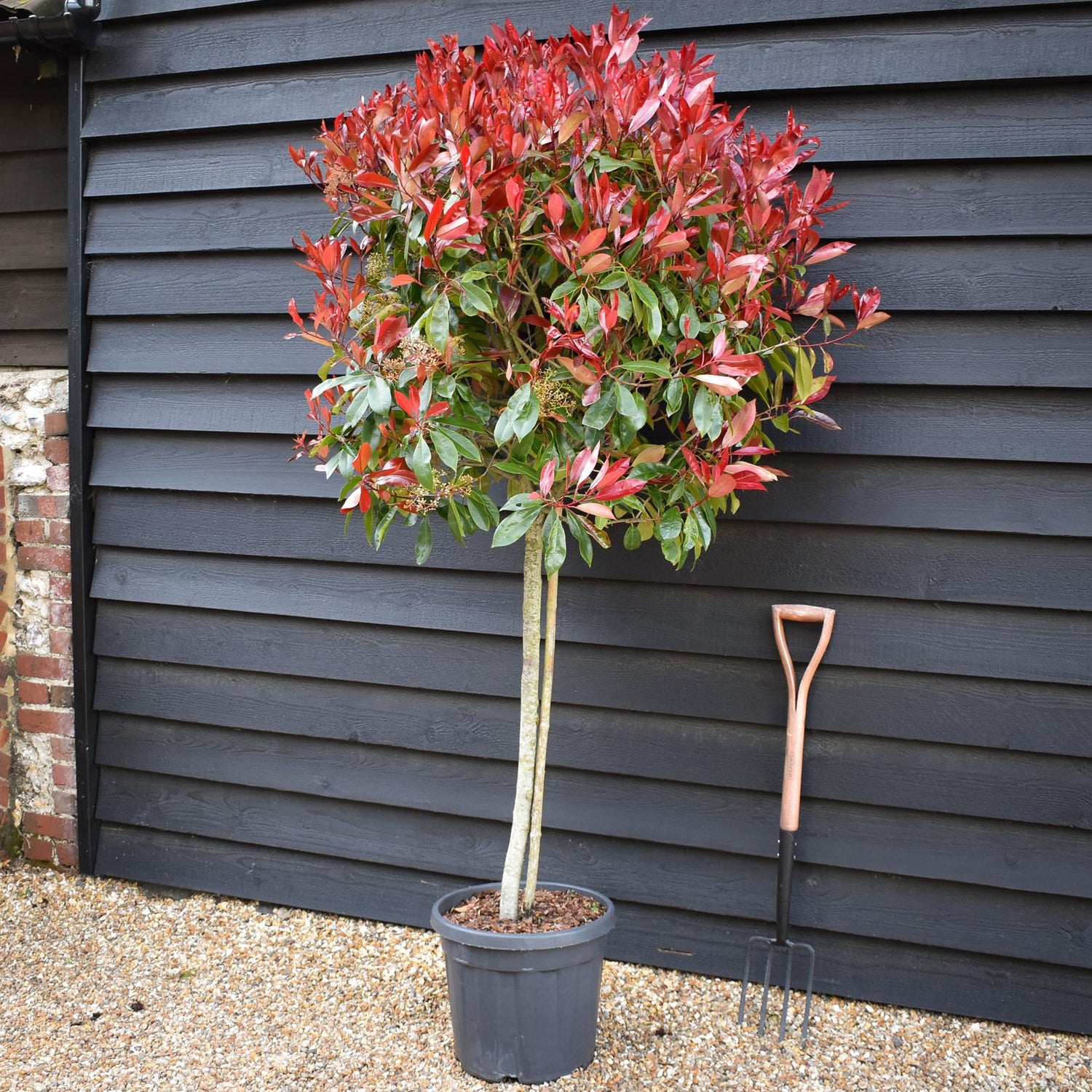 Photinia Red Robin | Christmas berry 'Red Robin' - Girth 8cm - 160cm, 30lt