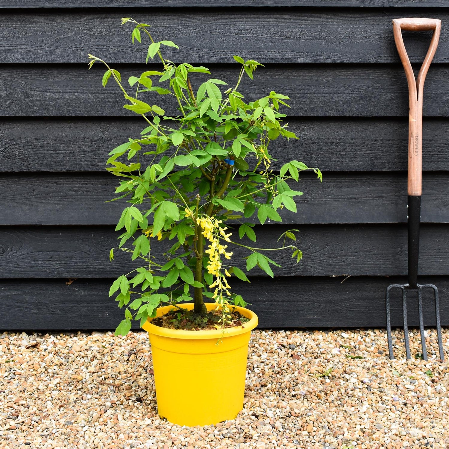 Laburnum x watereri 'Vossii' | Golden Chain Shrub - Height 50-60cm - 10lt
