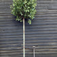 Photinia Red Robin | Christmas berry  -  Standard screening tree - Girth 12-14cm - Height 400cm - 70lt