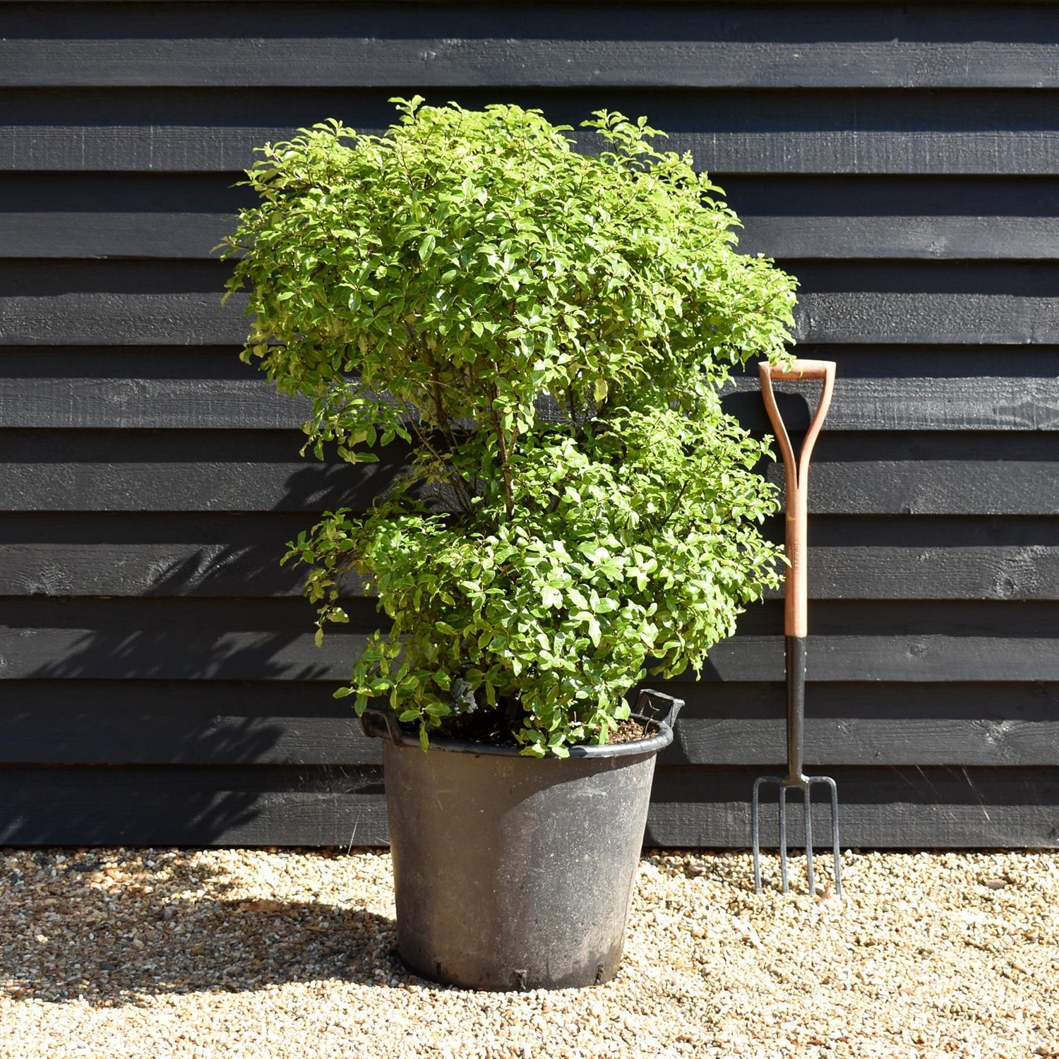 Pittosporum tenuifolium 'Golf Ball' - Height 100cm - 50lt