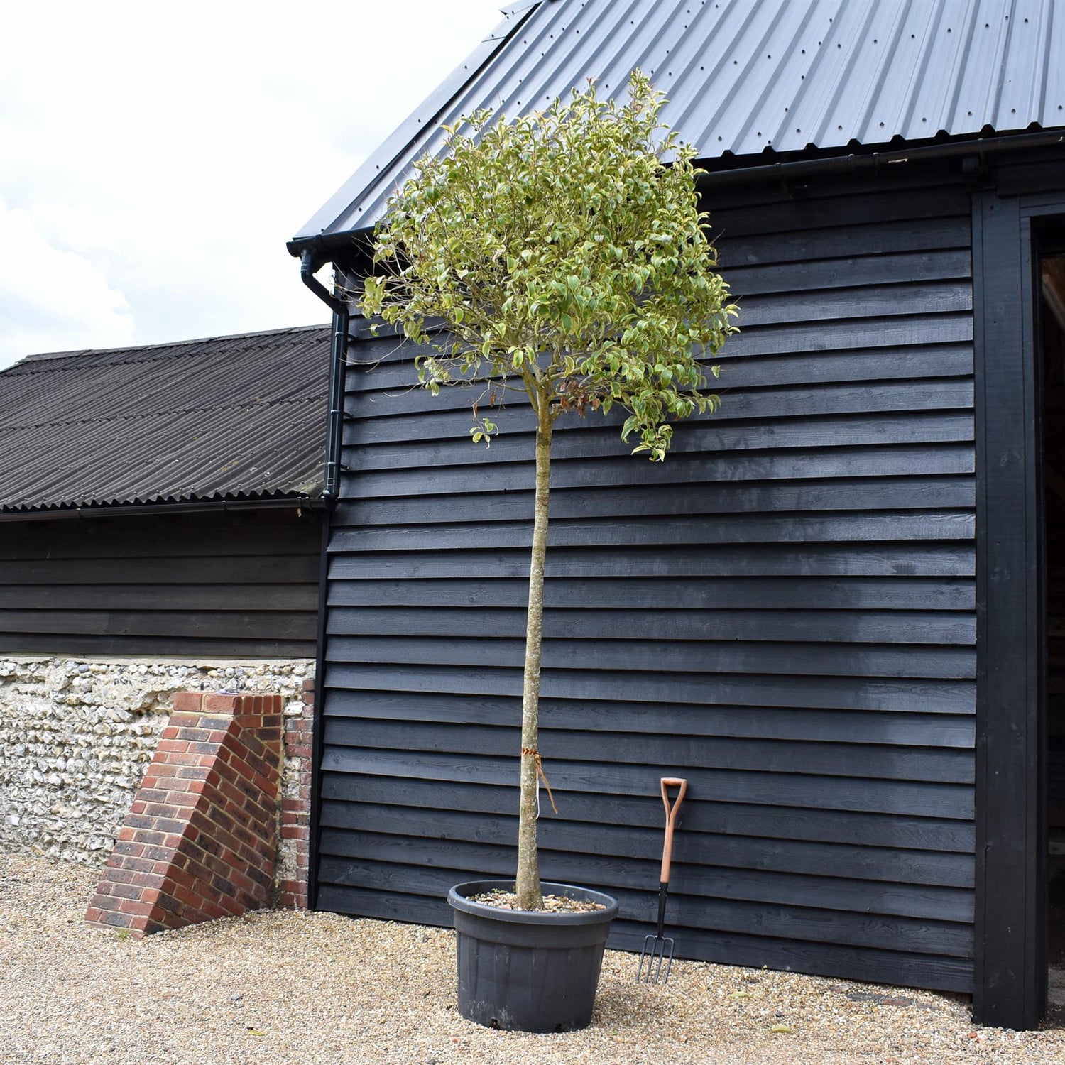 Ligustrum - Variegated - Clear Stem 210-220cm - Girth 23-25cm - Height 290-320cm -150lt