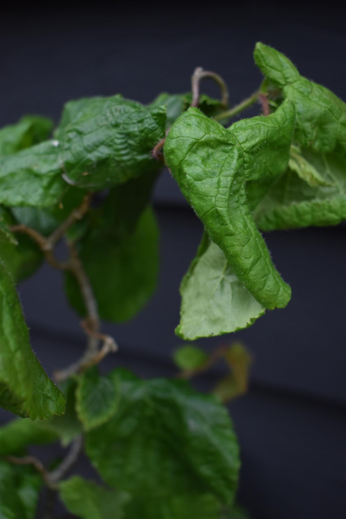 Corylus avellana 'Contorta' | Corkscrew Hazel - 80-100cm, 18lt