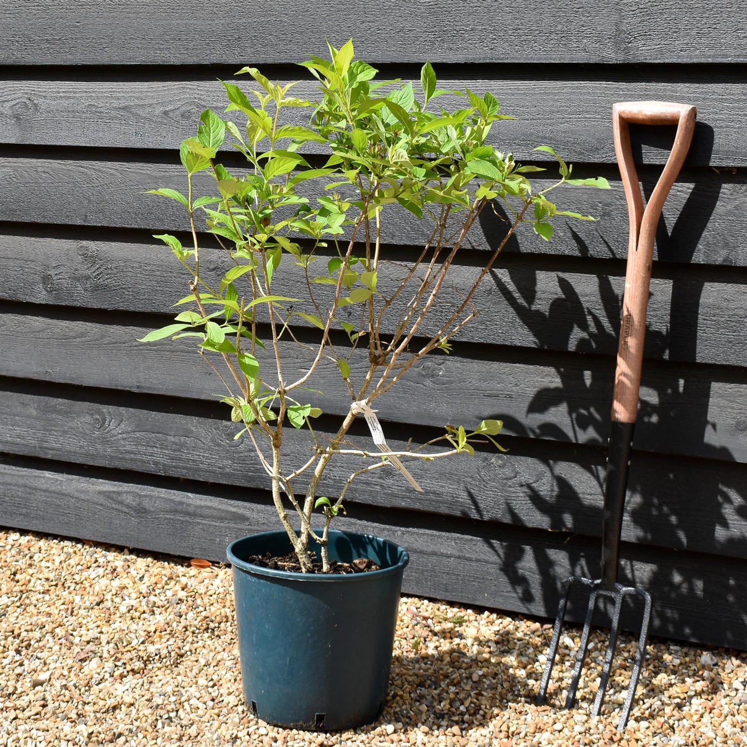 Weigela Rubidor | Rubidor Weigela - Height 35-45cm - 12lt