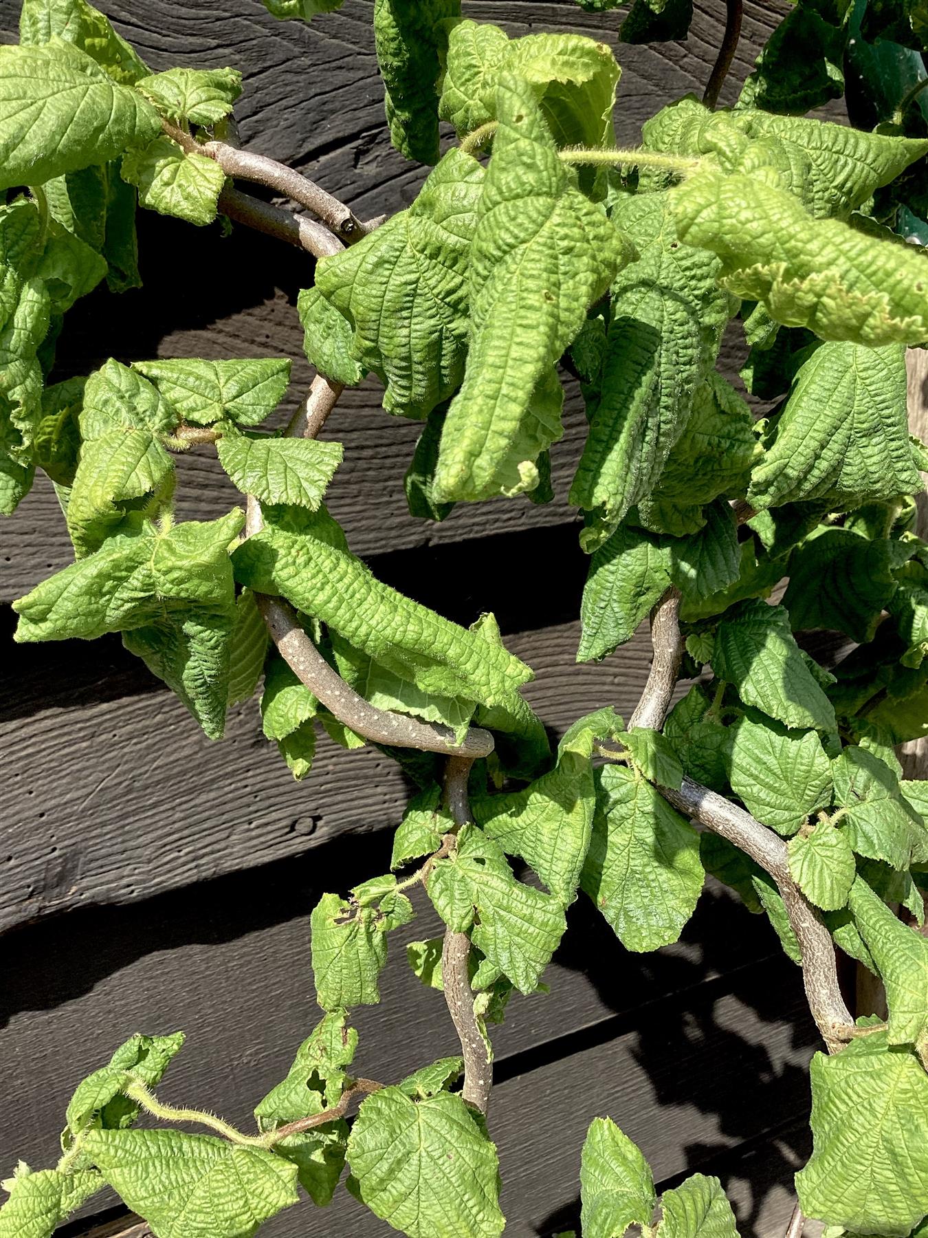 Corylus avellana 'Contorta' | Corkscrew Hazel - 60-70cm, 5lt