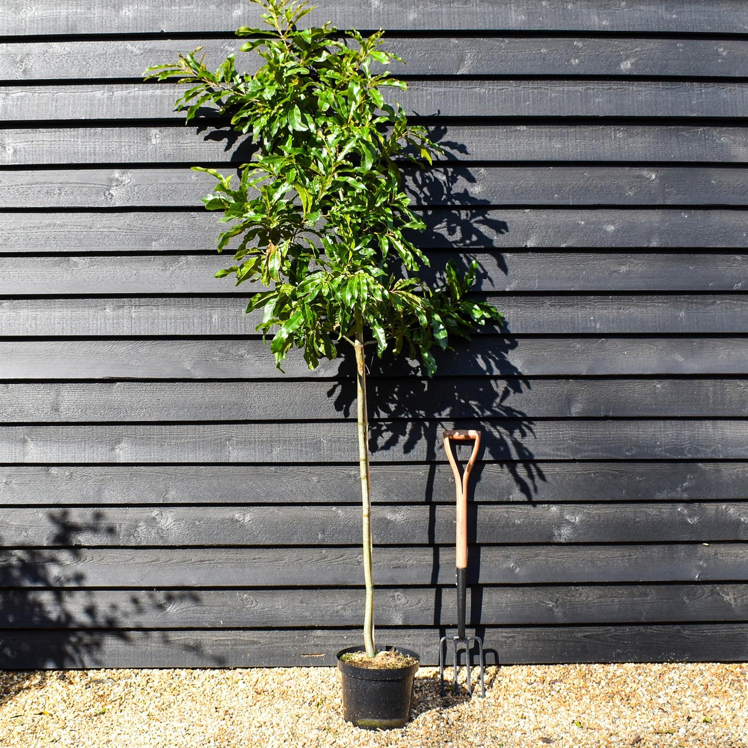 Shingle Oak | Quercus imbricaria  - Height 180-200cm - Girth 6-8cm - Pot Grown - 10lt
