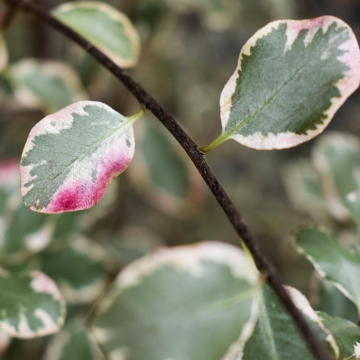 Pittosporum tenuifolium 'Victoria' - Shrub - Height 140-160cm - 25lt