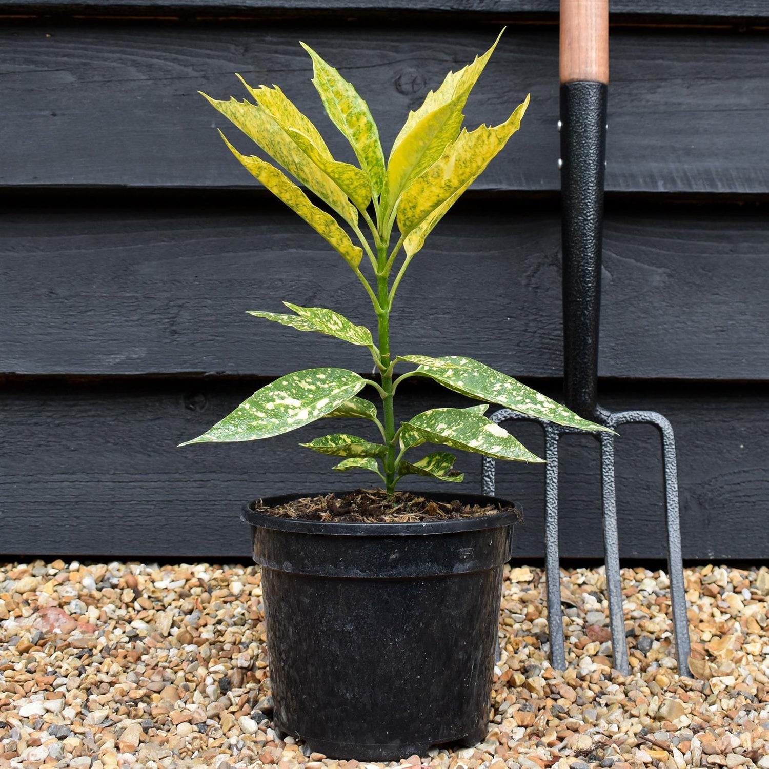 Aucuba japonica 'Golden Girl' - 3lt