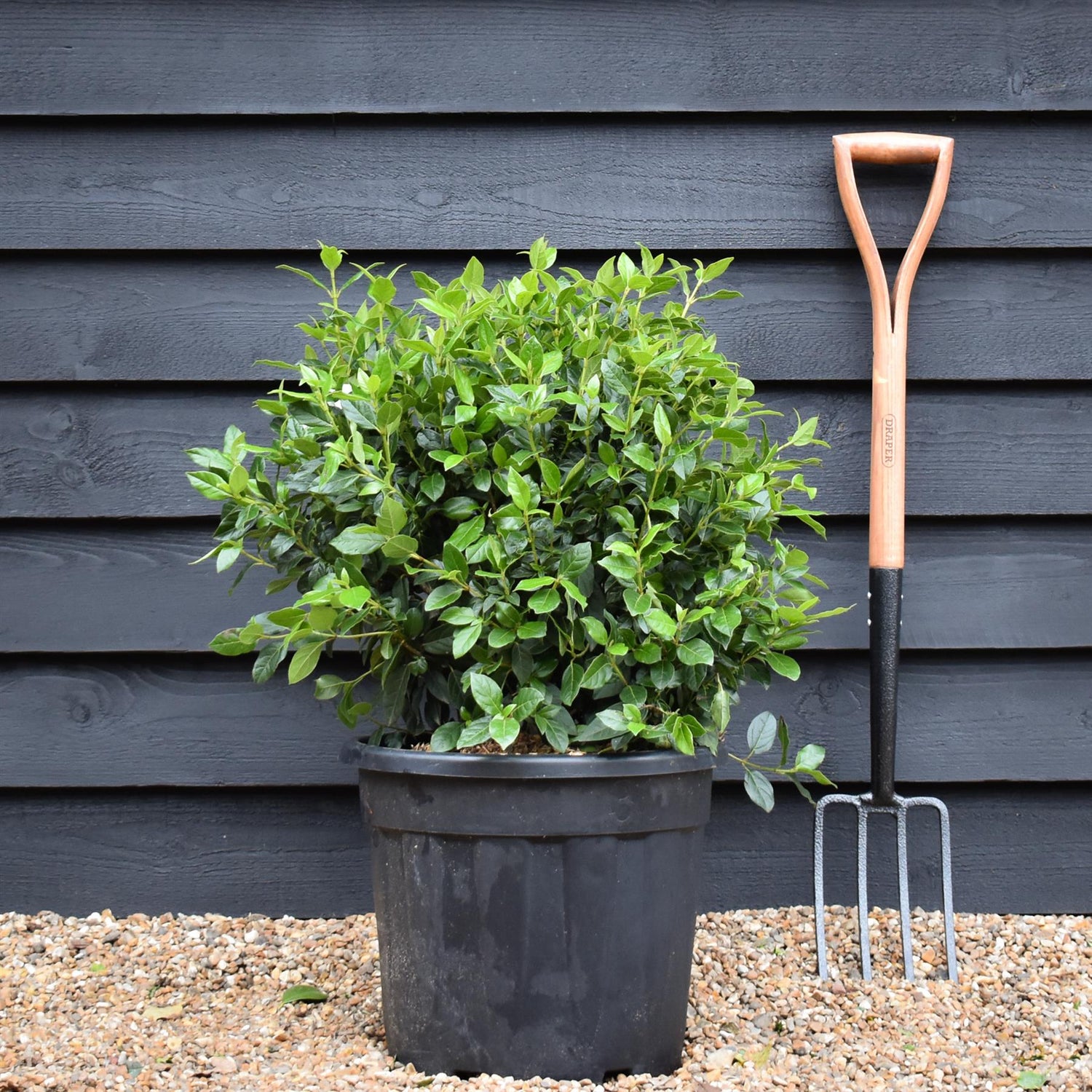Viburnum tinus Eve Price - Ball - Wdith 50cm - Height 60-70cm - 30lt