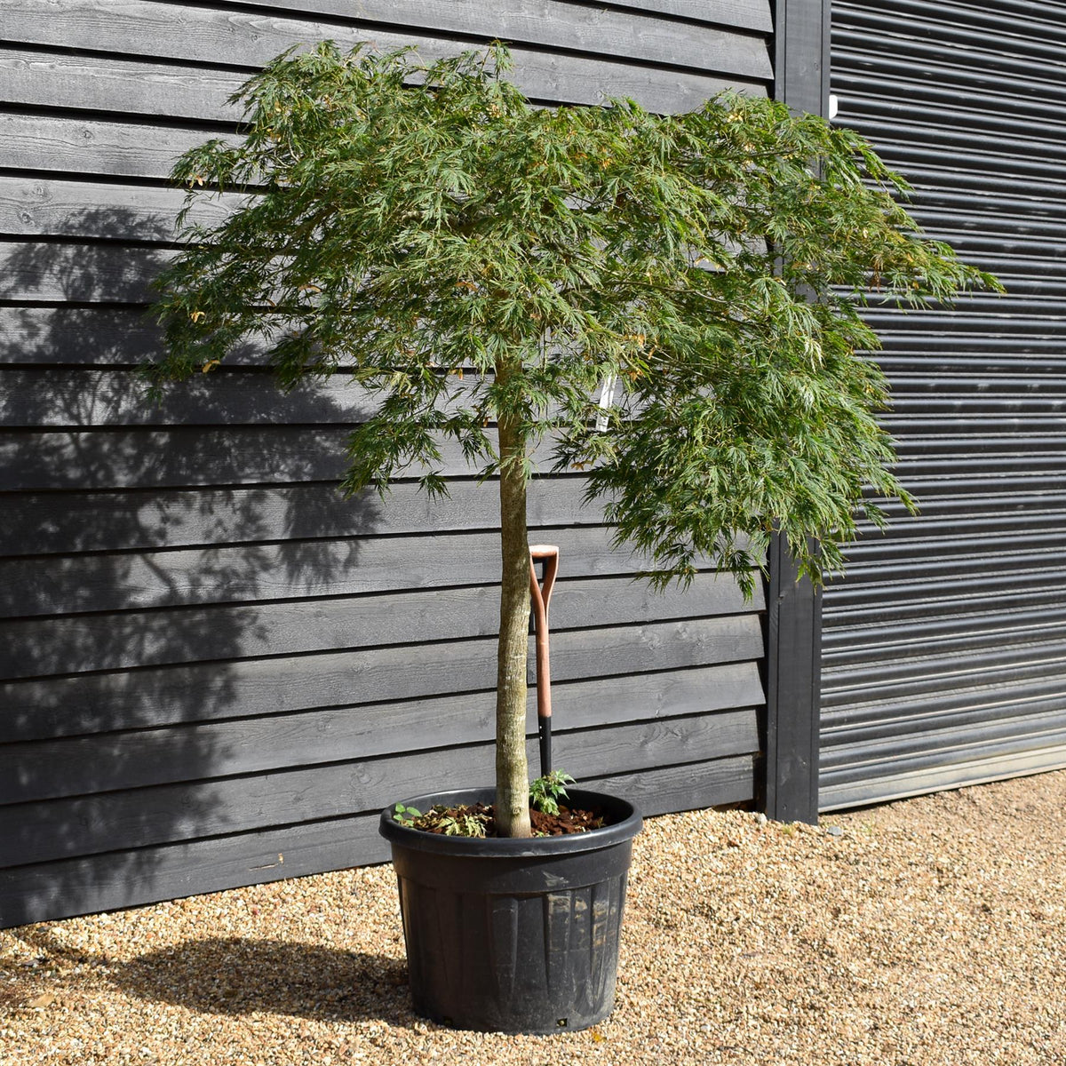 Acer palmatum dissectum | laceleaf Japanese maple -  Clear Stem 110cm - Height 140-150cm - 90lt