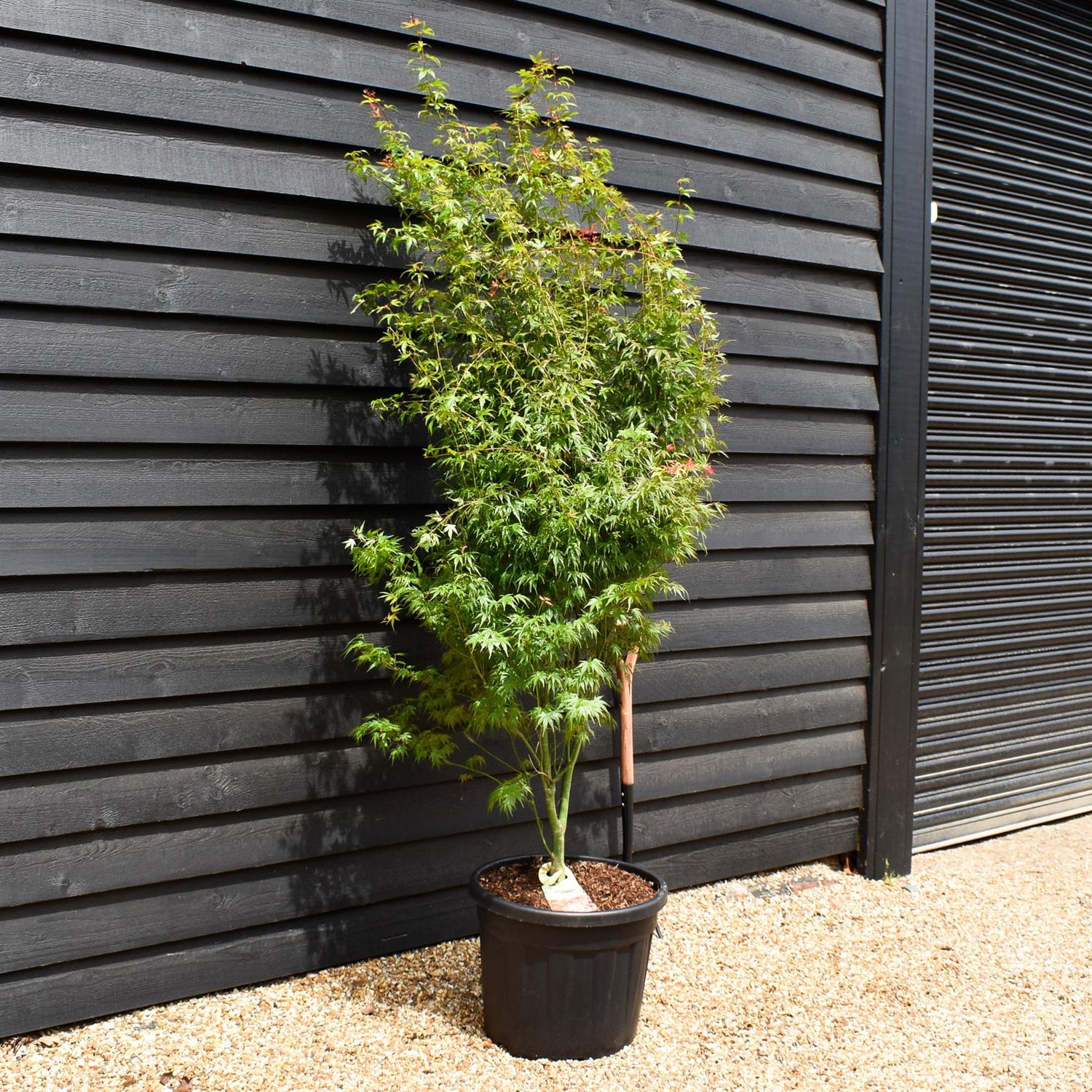 Japanese Maple |  Acer palmatum 'Wilson's Pink Dwarf' - Bushy - Height 170-200cm - 55lt