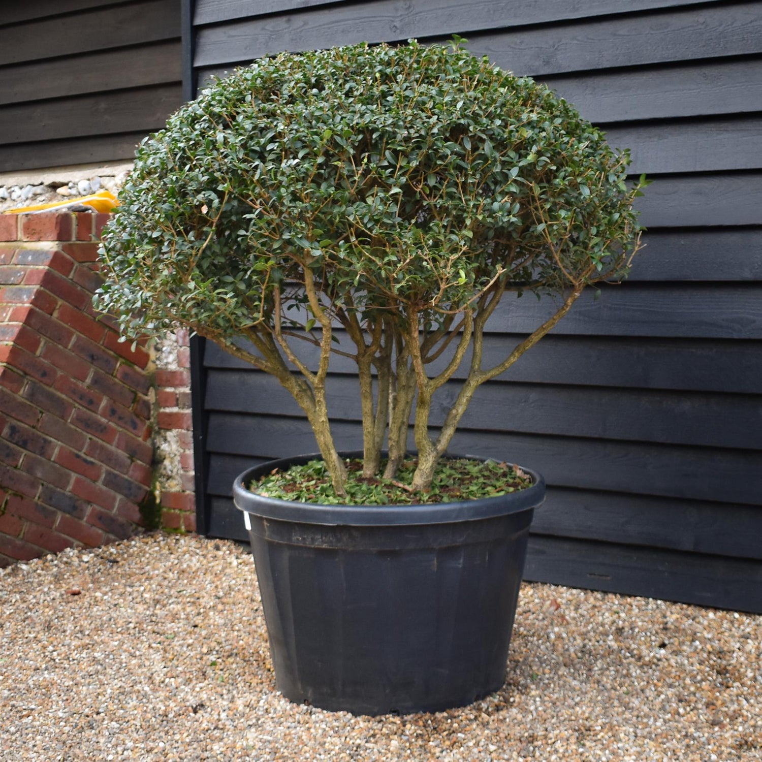 Osmanthus x burkwoodii | Burkwood Osmanthus - Parachute - Height 110 - 120cm - Width 130-140cm - 180lt