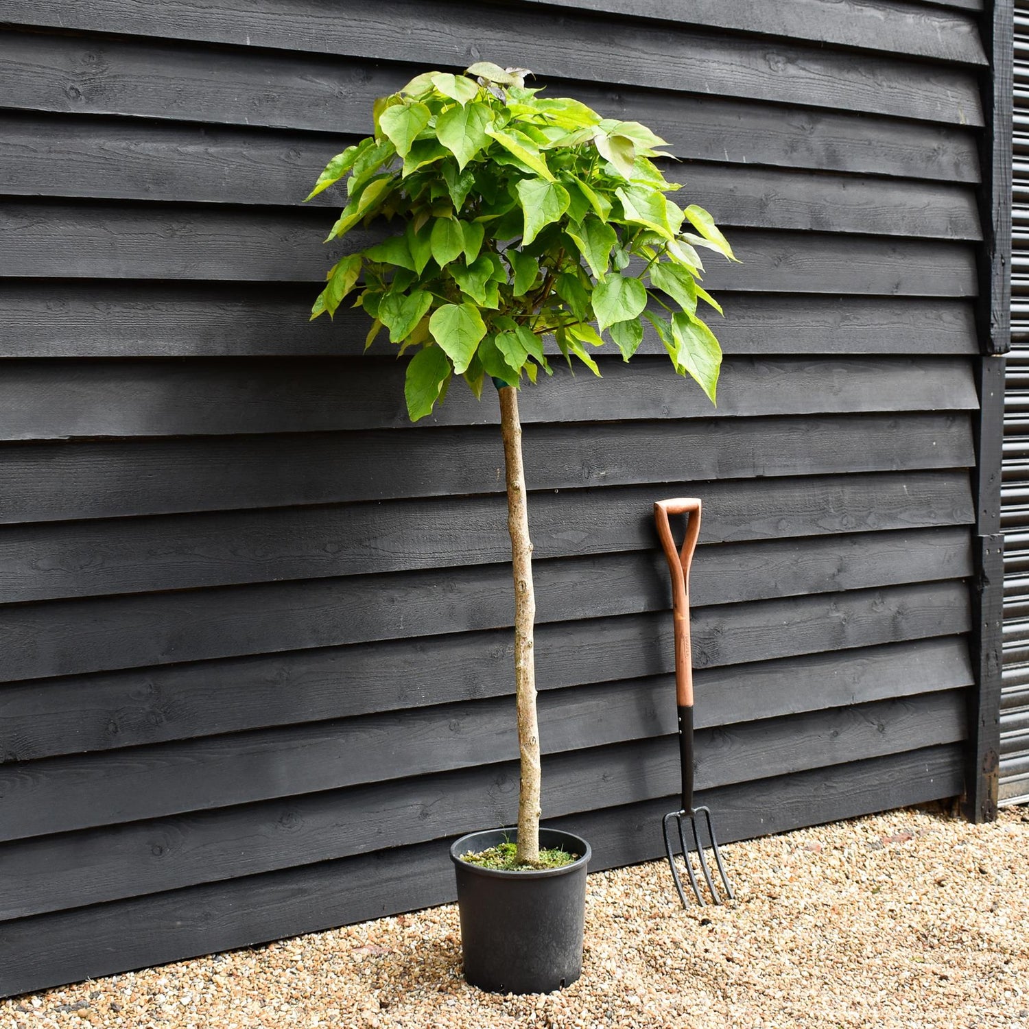 Indian bean tree | Catalpa Bungei - Clear Stem - 100-120cm - Top Graft - Height 190-210cm - 18lt