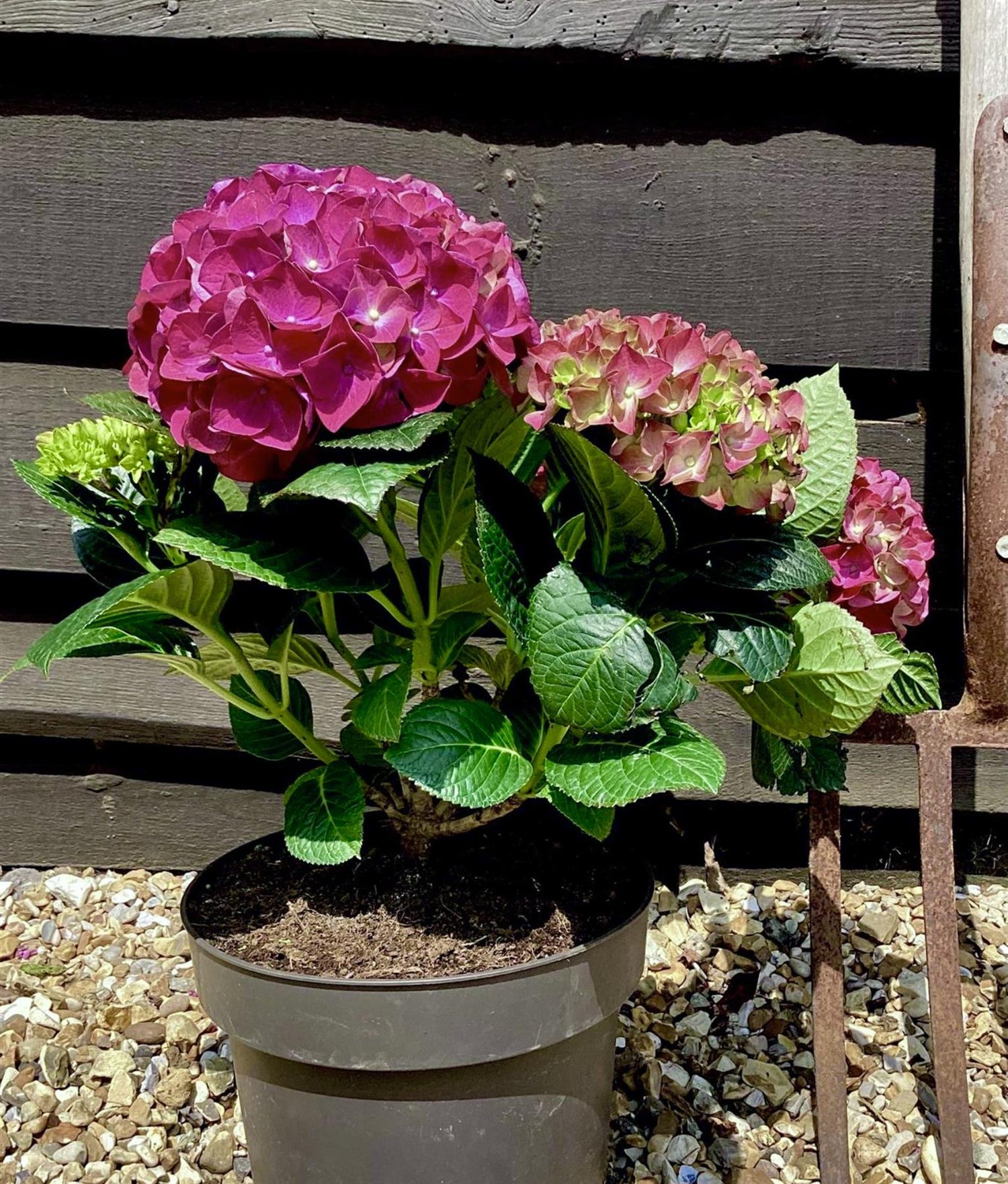 Hydrangea Original Mophead - Red | Red Hydrangea 20-30cm - 5lt