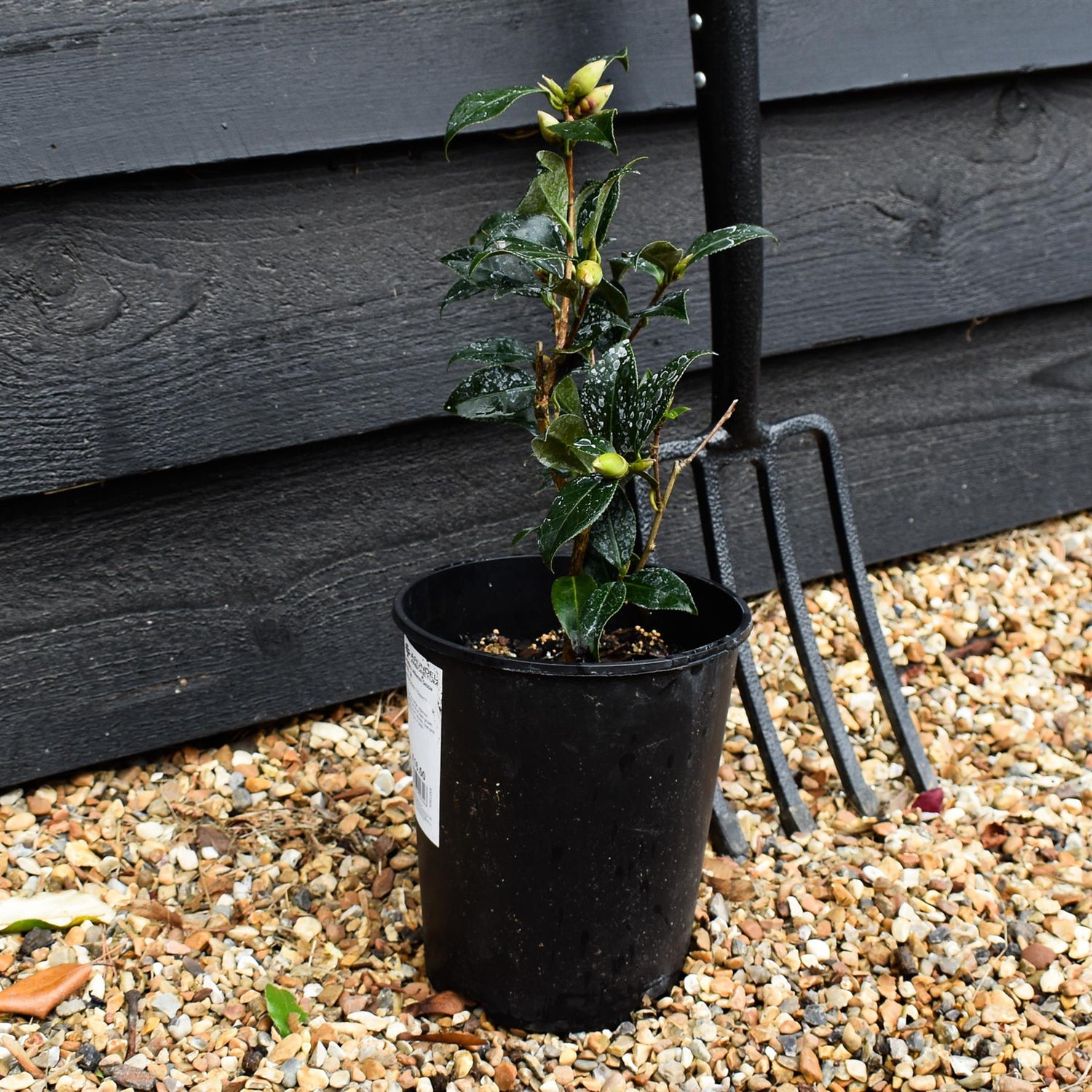 Camellia x williamsii Debbie - Shrub - 3lt