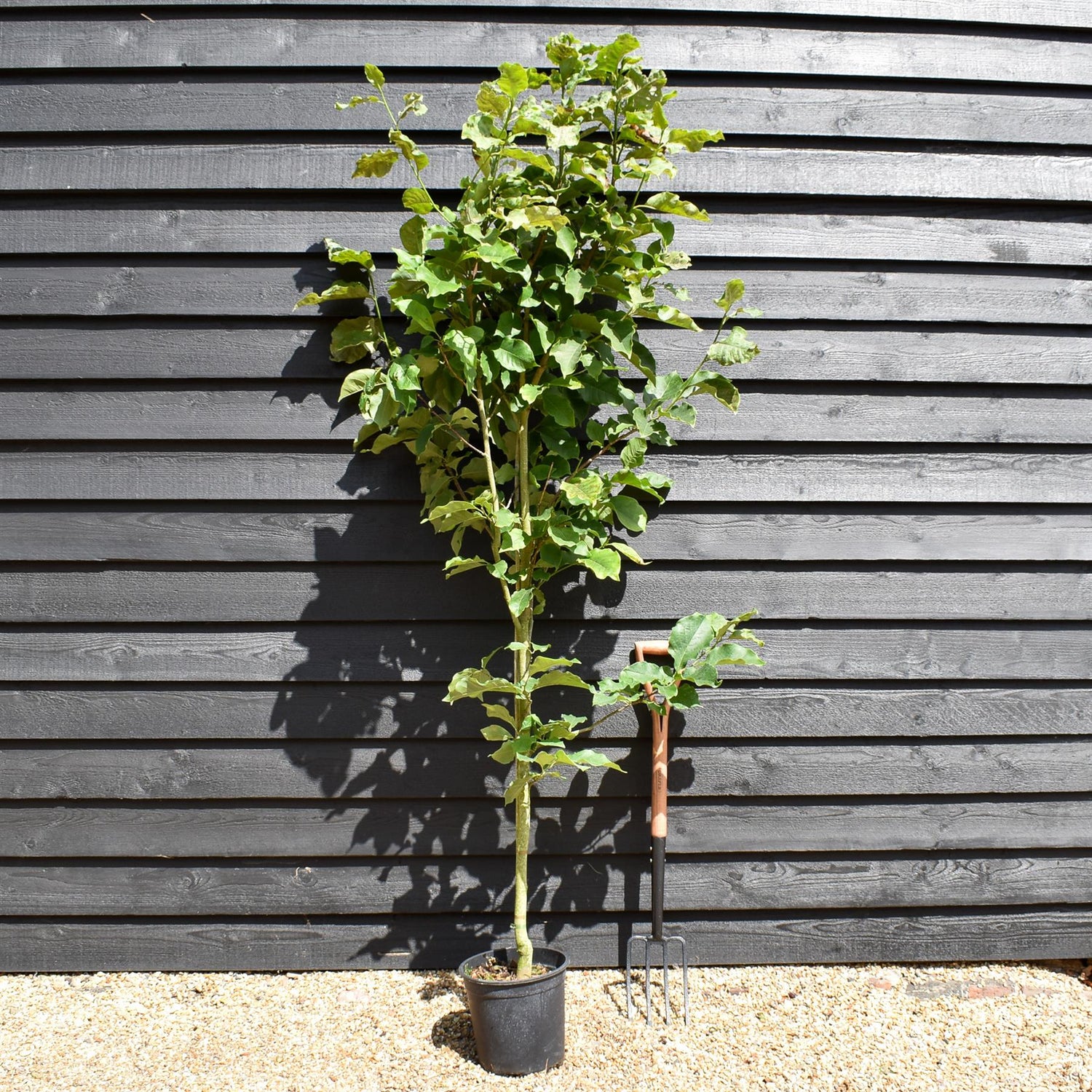 Magnolia Galaxy - 140-180cm, 10lt