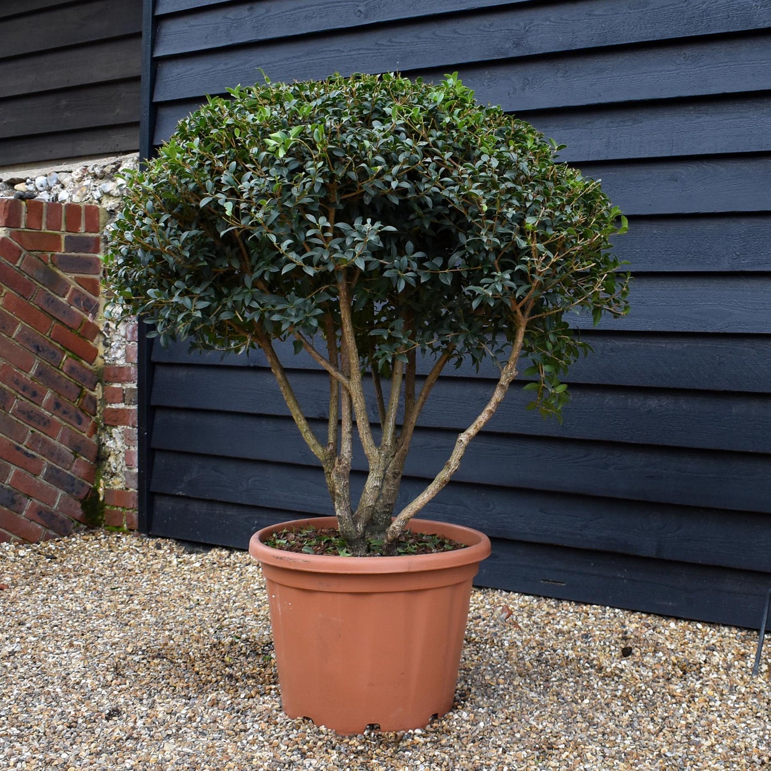 Osmanthus x burkwoodii | Burkwood Osmanthus - Parachute - Height 100-110cm - Width 100cm - 55lt