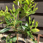 Arbutus Unedo Compacta | Strawberry Tree - Shrub - 10-20cm - 3lt
