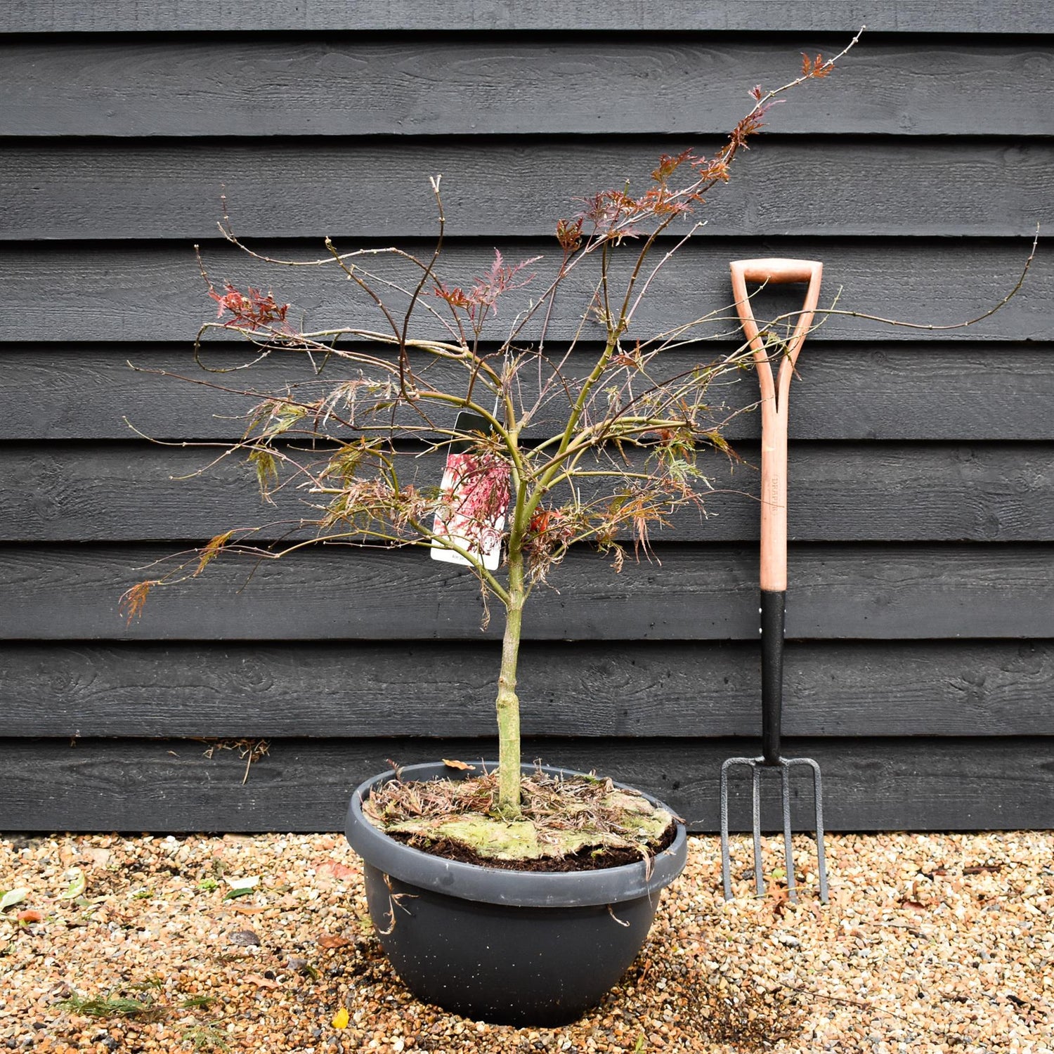 Garnet Japanese Maple | Acer palmatum 'Garnet'  Weeping -  Clear Stem 30-40cm - Height 80-90cm - 40lt