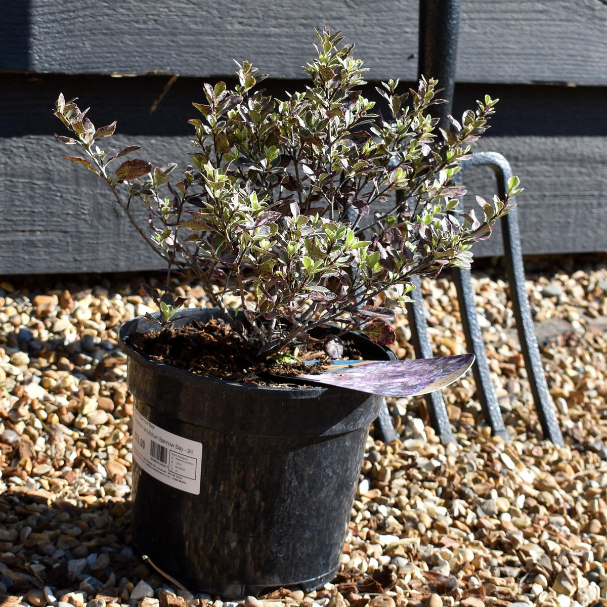 Pittosporum tenuifolium Bannow Bay - 30cm - 10lt