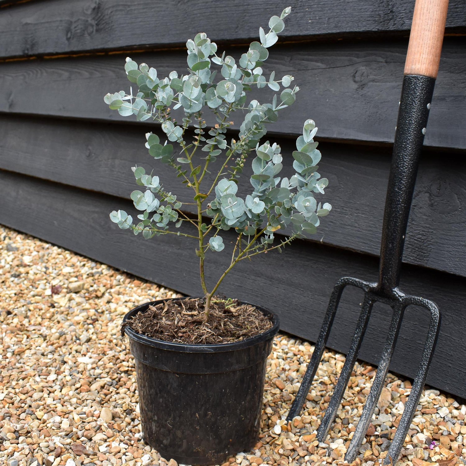 Eucalyptus gunnii 'Azura' - Height 35-45cm - Bushy - 3lt