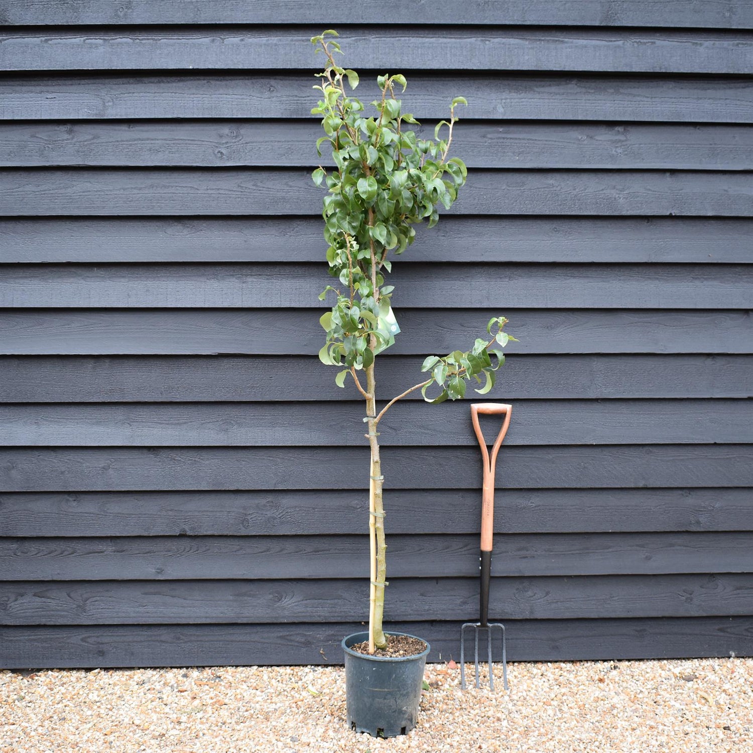 Pear 'Concorde' | Pyrus communis 'Concorde' -  150-170cm - 12lt